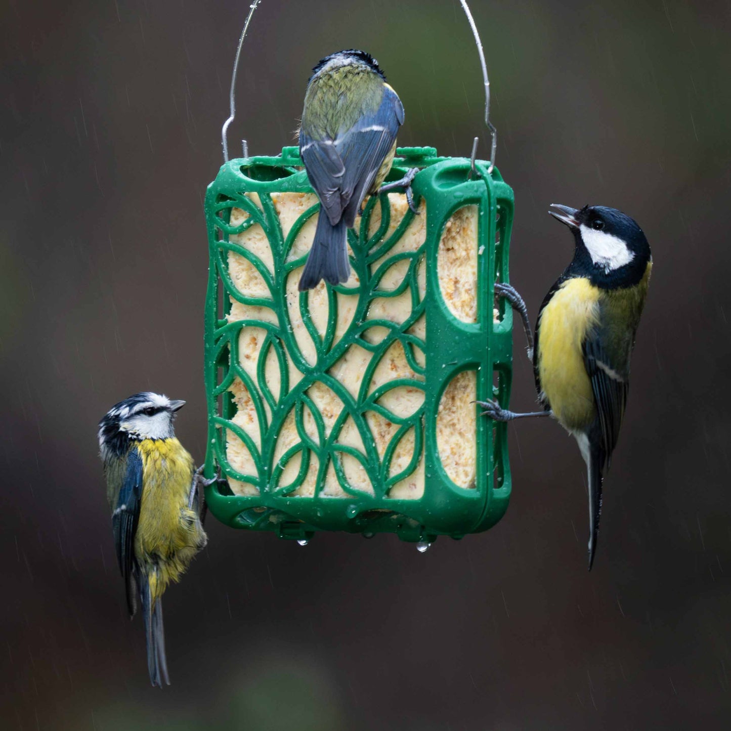 Silhouette Suet Cake Feeder with a large suet cake, being eaten by 2 blue tits and a great tit in the fall rain.
