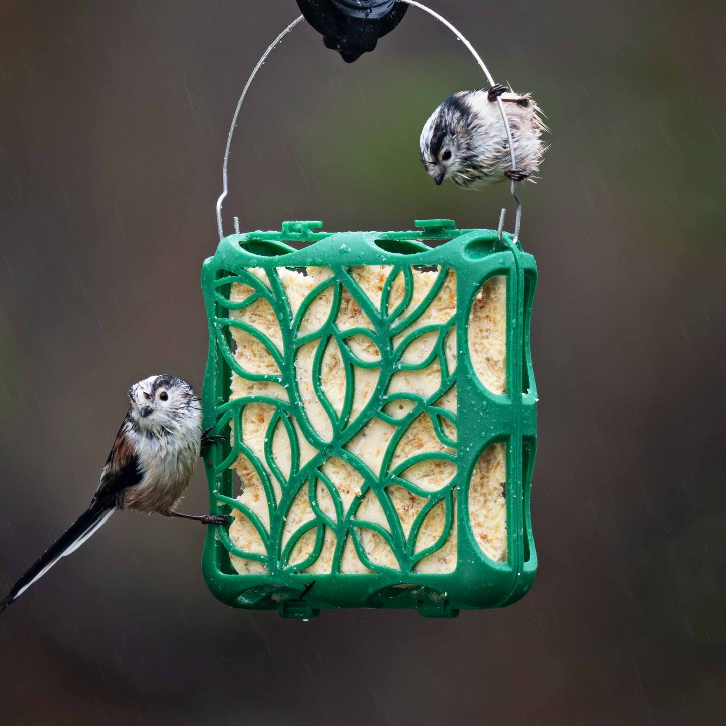 2 long tailed tits eating high fat suet from the silhouette suet cake feeder in the fall rain.