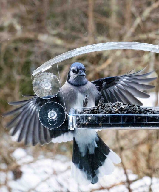 Snowy backyard view from the window with a blue jay landing on the Sky Deck Window Feeder ready to eat black sunflower seeds from the removable tray perfect for easy cleaning and refilling.