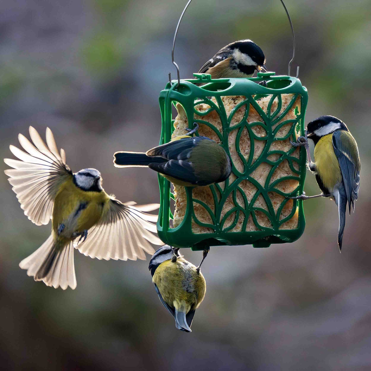 The Silhouette Suet Cake Feeder filled with 1 large suet block, being eaten by a flock of great tits and blue tits.