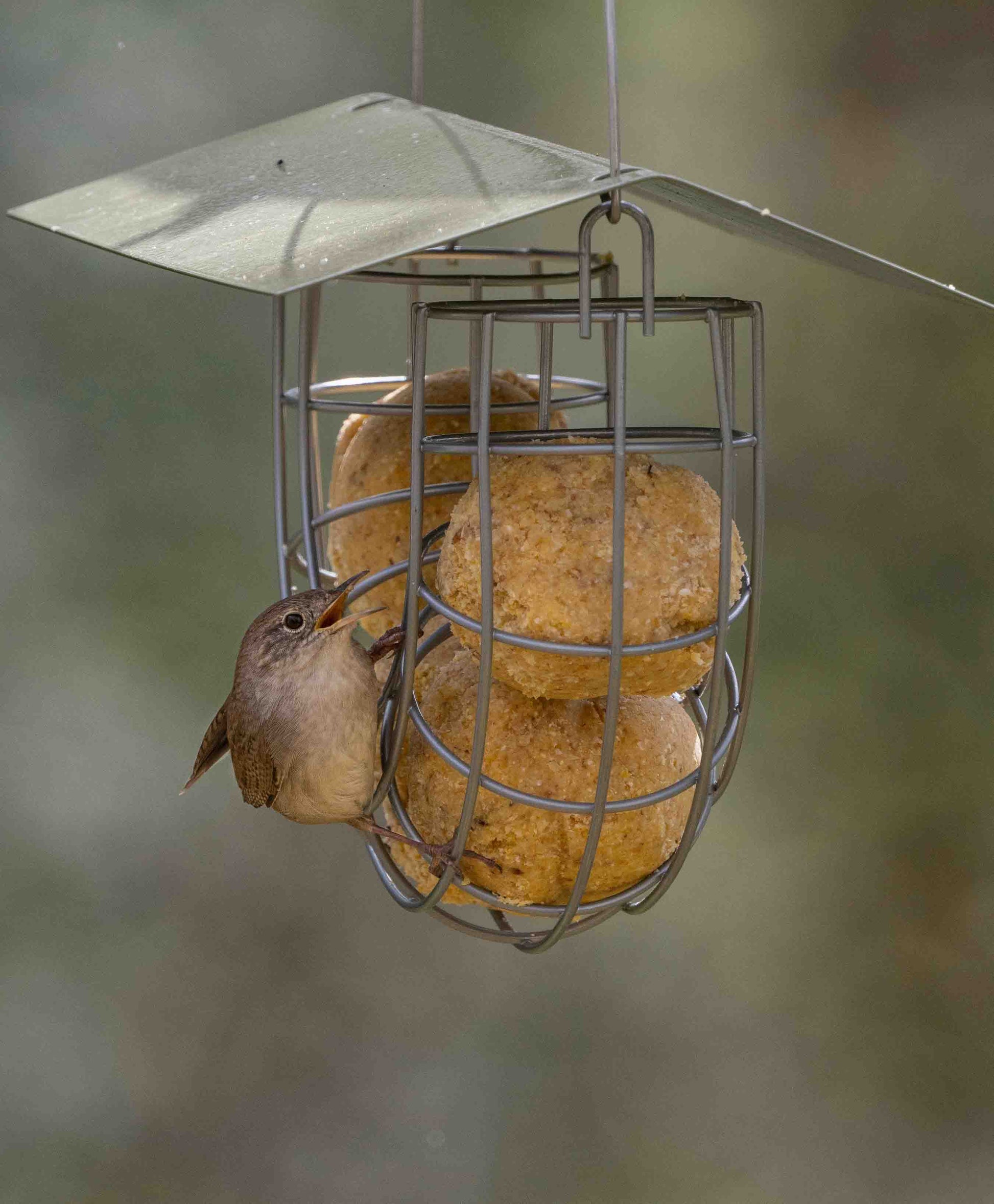 Wren feeding high fat suet balls offered by a squirrel resistant, all metal suet bird feeder with rain proof cover and durable hanging wire.