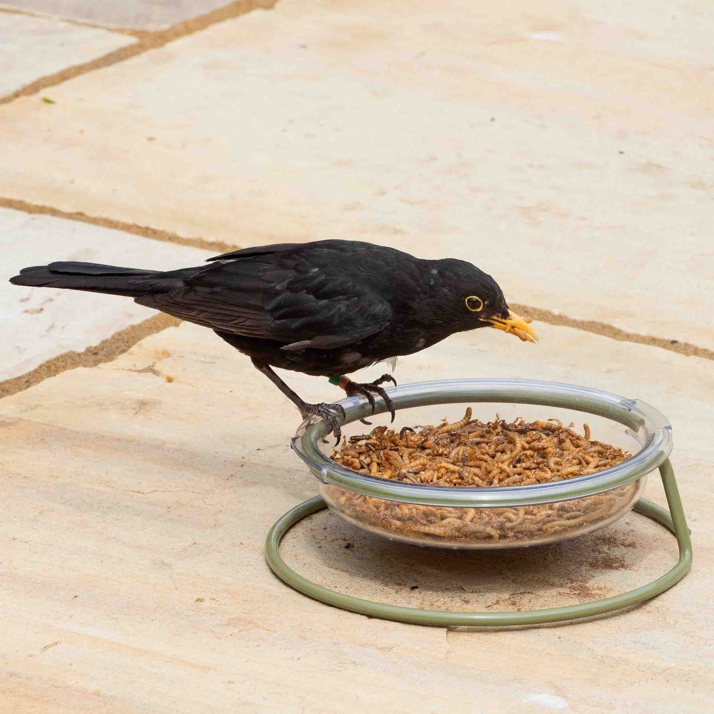 A sleek blackbird perched on a small patio bird feeder, enjoying a mix of seeds and mealworms. The feeder’s sturdy design and visible drainage holes ensure food stays dry and fresh, even in outdoor settings. Perfect for attracting blackbirds, bluebirds, sparrows, and other backyard favorites, this easy-to-clean feeder blends seamlessly with patio spaces while providing a reliable feeding station for wild birds, enhancing birdwatching opportunities for nature enthusiasts.