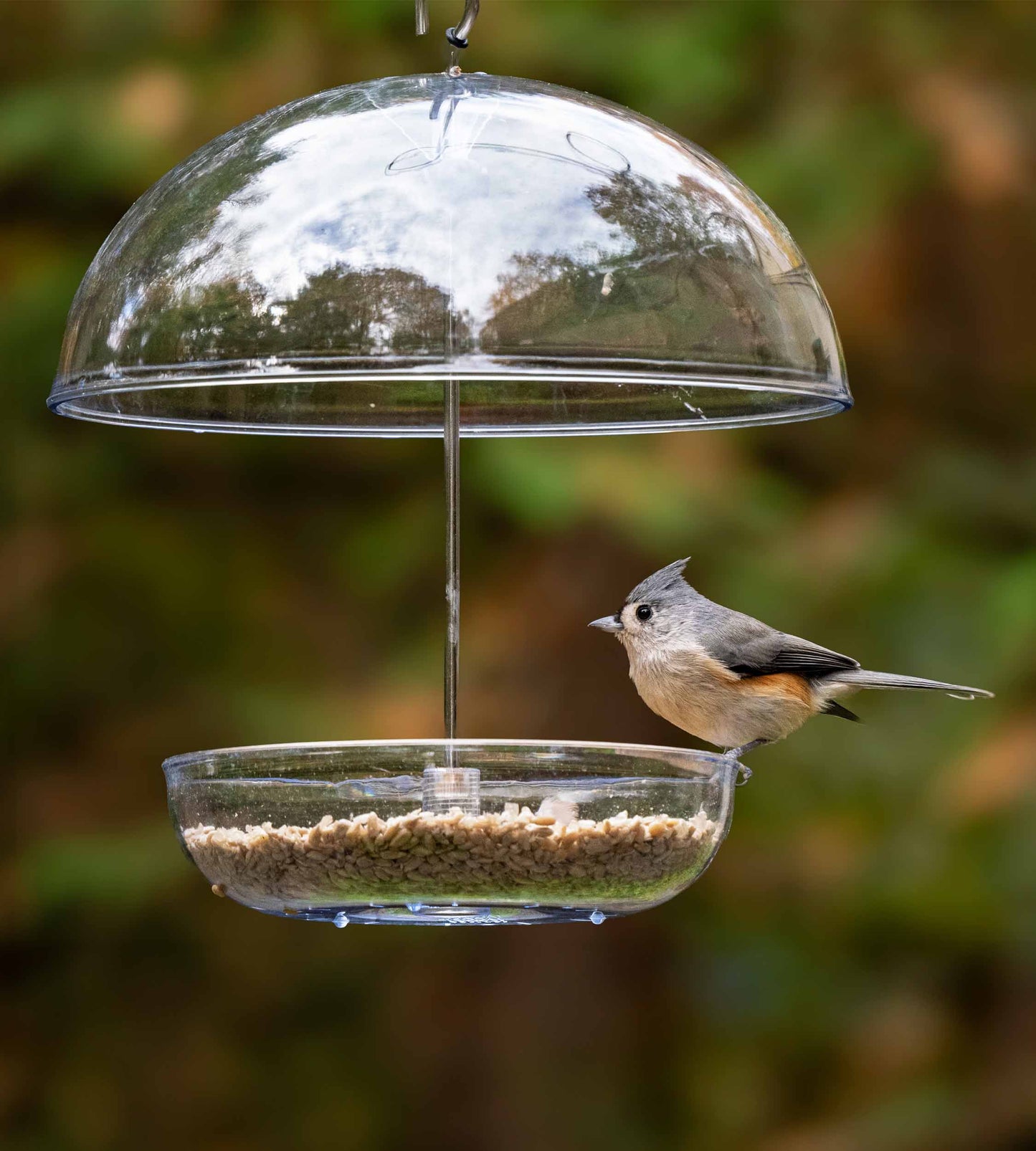 Titmouse feeding from a domed bird feeder made of durable polycarbonate. UV resistant dome bird feeder with adjustable rain cover to bar larger bird and pests like raccoons, squirrels, pigeons and starlings. Fitted with drainage holes to prevent waterlogging. Perfect for offering mealworms, seed blends and mixes, sunflower hearts, black sunflower seed, millet, cereal grains, suet grains, fresh fruit, sawflower seeds, peanuts and nyjer seeds to a range of wild and backyard birds like orioles and cardinals.