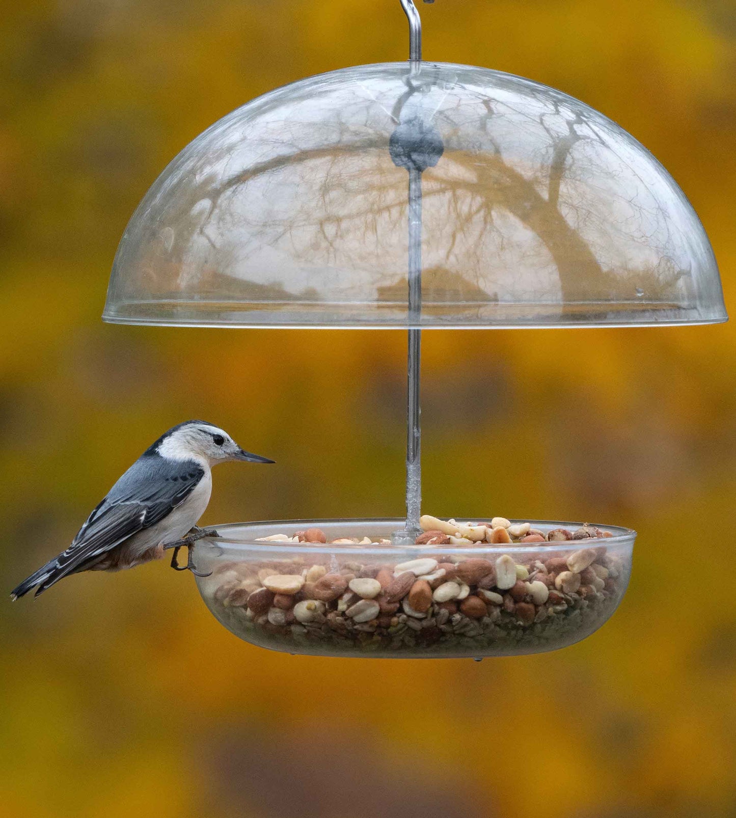 Nuthatch feeding from a domed bird feeder made of durable polycarbonate. UV resistant dome bird feeder with adjustable rain cover to bar larger bird and pests like raccoons, squirrels, pigeons and starlings. Fitted with drainage holes to prevent waterlogging. Perfect for offering mealworms, seed blends and mixes, sunflower hearts, black sunflower seed, millet, cereal grains, suet grains, fresh fruit, sawflower seeds, peanuts and nyjer seeds to a range of wild and backyard birds like orioles and cardinals.