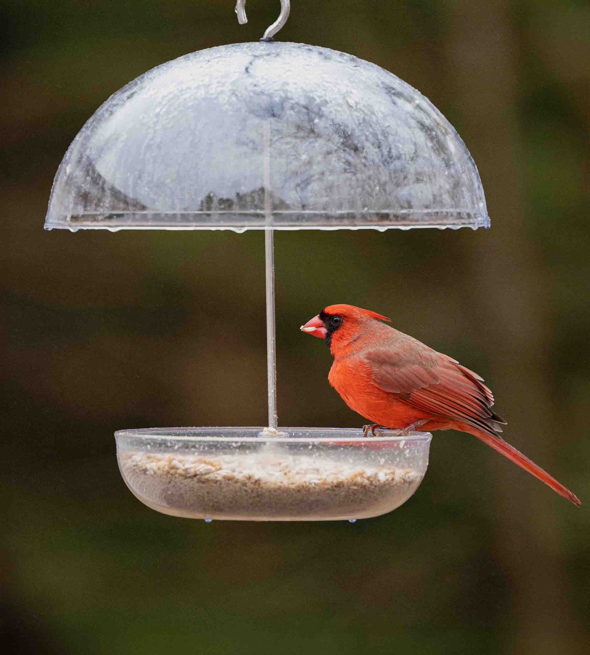 Cardinal feeding from a domed bird feeder made of durable polycarbonate. UV resistant dome bird feeder with adjustable rain cover to bar larger bird and pests like raccoons, squirrels, pigeons and starlings. Fitted with drainage holes to prevent waterlogging. Perfect for offering mealworms, seed blends and mixes, sunflower hearts, black sunflower seed, millet, cereal grains, suet grains, fresh fruit, sawflower seeds, peanuts and nyjer seeds to a range of wild and backyard birds like orioles and cardinals.