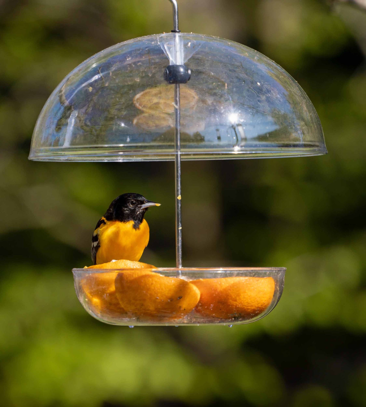 Oriole feeding from a domed bird feeder made of durable polycarbonate. UV resistant dome bird feeder with adjustable rain cover to bar larger bird and pests like raccoons, squirrels, pigeons and starlings. Fitted with drainage holes to prevent waterlogging. Perfect for offering mealworms, seed blends and mixes, sunflower hearts, black sunflower seed, millet, cereal grains, suet grains, fresh fruit, sawflower seeds, peanuts and nyjer seeds to a range of wild and backyard birds like orioles and cardinals.