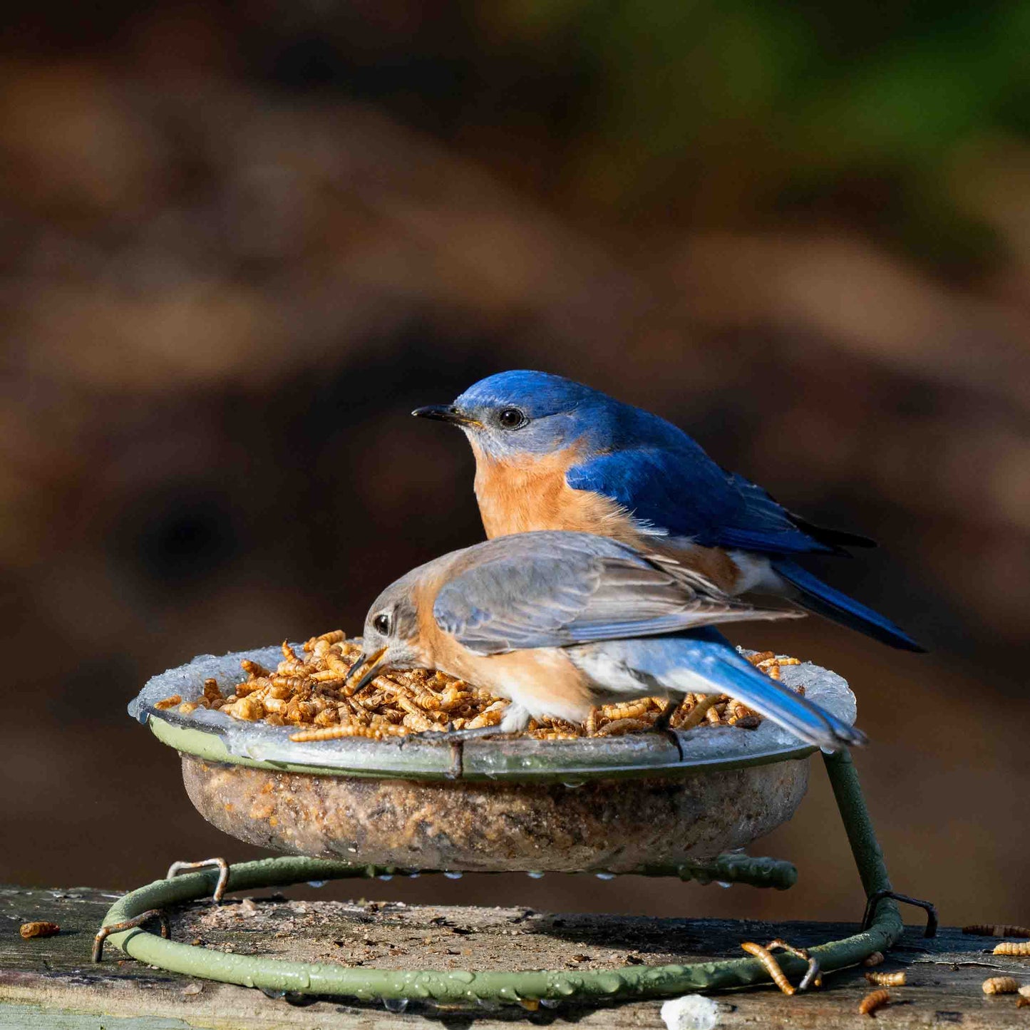 Two young bluebirds, a male and female, perched on a tray feeder enjoying mealworms against a vibrant spring background with dewy grass and flowers. The feeder’s drainage holes are clearly visible, ensuring seeds and mealworms stay fresh by preventing waterlogging. Perfect for attracting bluebirds, sparrows, and other ground-feeding birds, this durable and easy-to-clean tray feeder provides an ideal feeding station for wild birds while enhancing any backyard birdwatching experience.