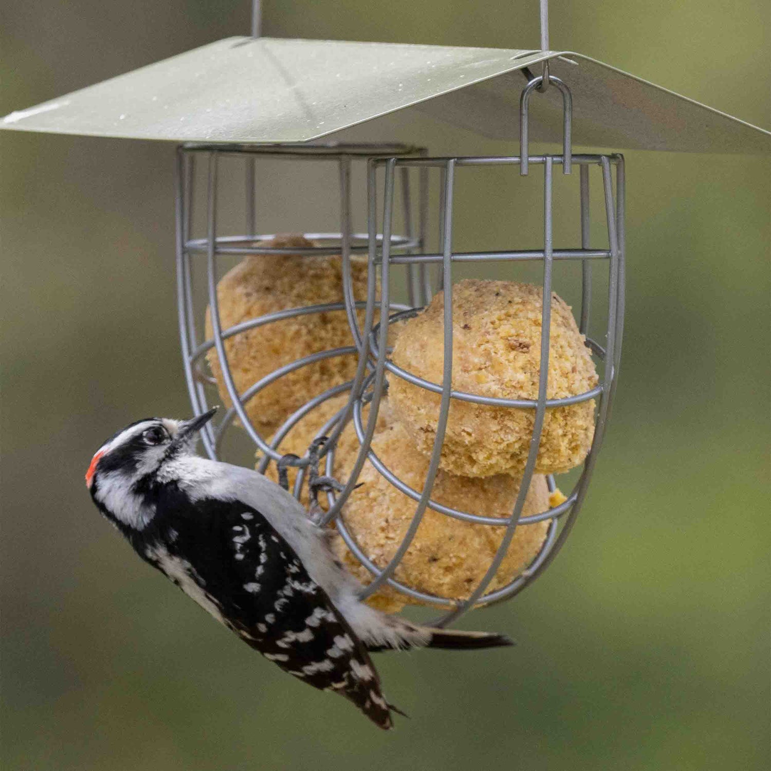 Jacobi Jayne Suet Ball Basket hanging in a spring garden, filled with high-fat suet balls, and finished with a weather resistant rain cover. Perched on the durable metal cage is a woodpecker eating the fat balls.