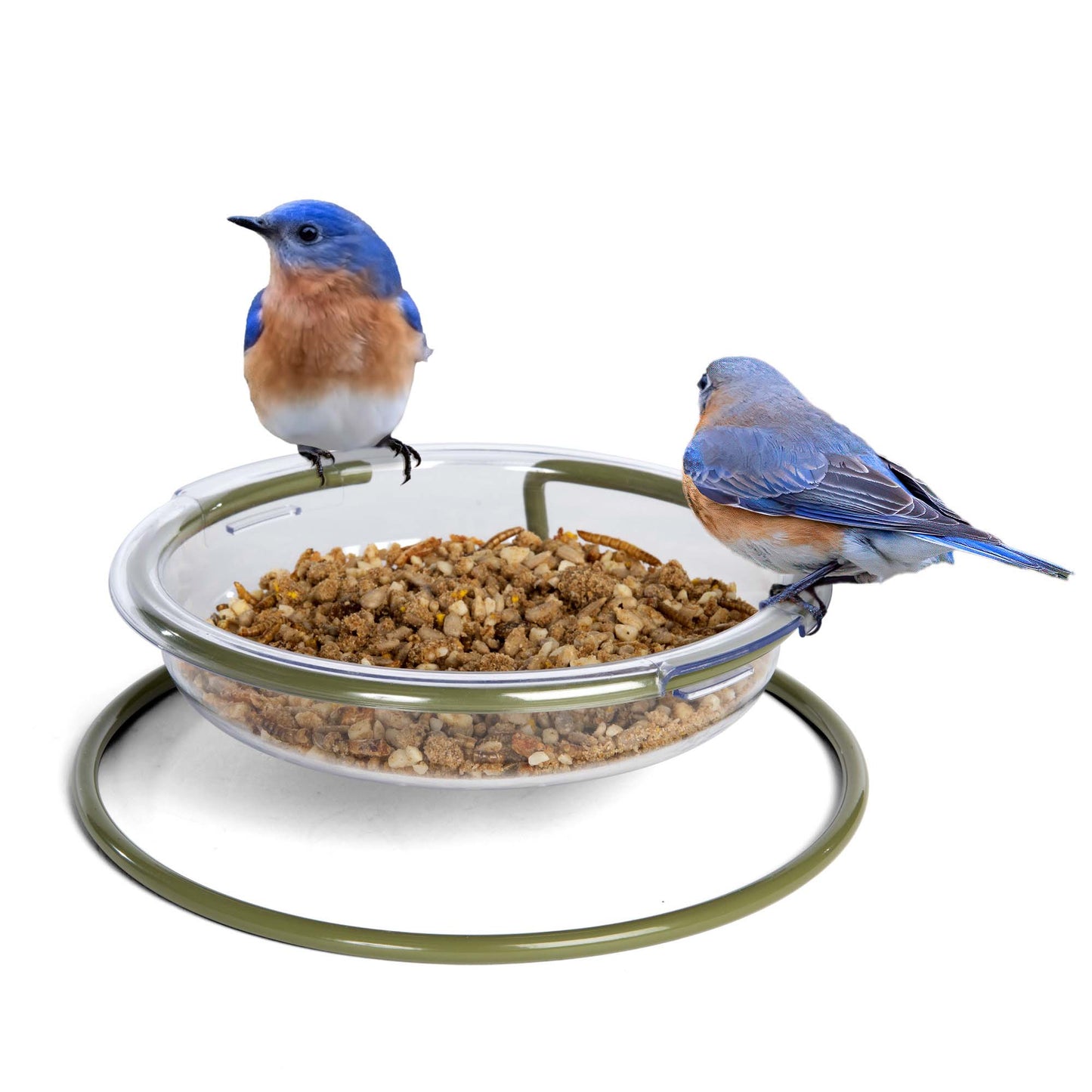 Two vibrant bluebirds perched on a patio bird feeder stand, enjoying a mix of seeds and mealworms. This open-design feeder is perfect for attracting bluebirds, sparrows, juncos, and other ground-feeding birds, offering ample space for multiple birds to feed at once. A great addition to any backyard, this durable and easy-to-clean feeder enhances birdwatching opportunities for nature lovers while providing a reliable source of food for a variety of wild birds