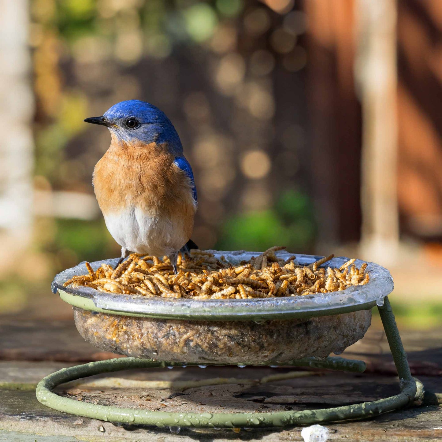 patio bird feeder with a vibrant bluebird perched on the edge, showcasing its open design perfect for offering seeds, mealworms, or suet to ground-feeding birds. This versatile feeder attracts a variety of backyard birds, including bluebirds, sparrows, juncos, and doves. Ideal for birdwatchers and nature enthusiasts, the durable and easy-to-clean design makes it a great addition to any backyard feeding station, providing ample space for multiple birds to feed comfortably. Drainage holes prevent water.