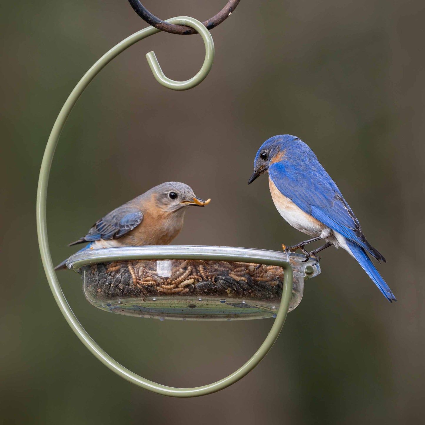 Hanging bird feeder with two vibrant bluebirds perched on the edge, showcasing its open design perfect for offering seeds, mealworms, or suet to ground-feeding birds. This versatile feeder attracts a variety of backyard birds, including bluebirds, sparrows, juncos, and doves. Ideal for birdwatchers and nature enthusiasts, the durable and easy-to-clean design makes it a great addition to any backyard feeding station, providing ample space for multiple birds to feed comfortably. Drainage holes prevent water.