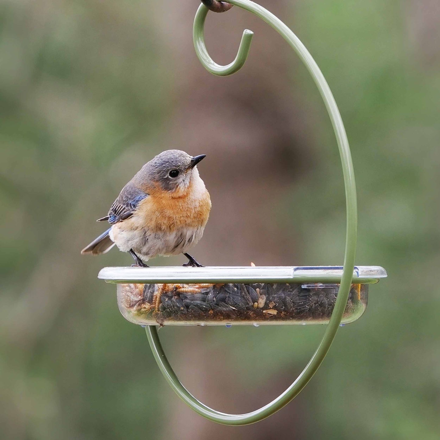 Hanging bird feeder with a vibrant bluebird perched on the edge, showcasing its open design perfect for offering seeds, mealworms, or suet to ground-feeding birds. This versatile feeder attracts a variety of backyard birds, including bluebirds, sparrows, juncos, and doves. Ideal for birdwatchers and nature enthusiasts, the durable and easy-to-clean design makes it a great addition to any backyard feeding station, providing ample space for multiple birds to feed comfortably. Drainage holes prevent water.