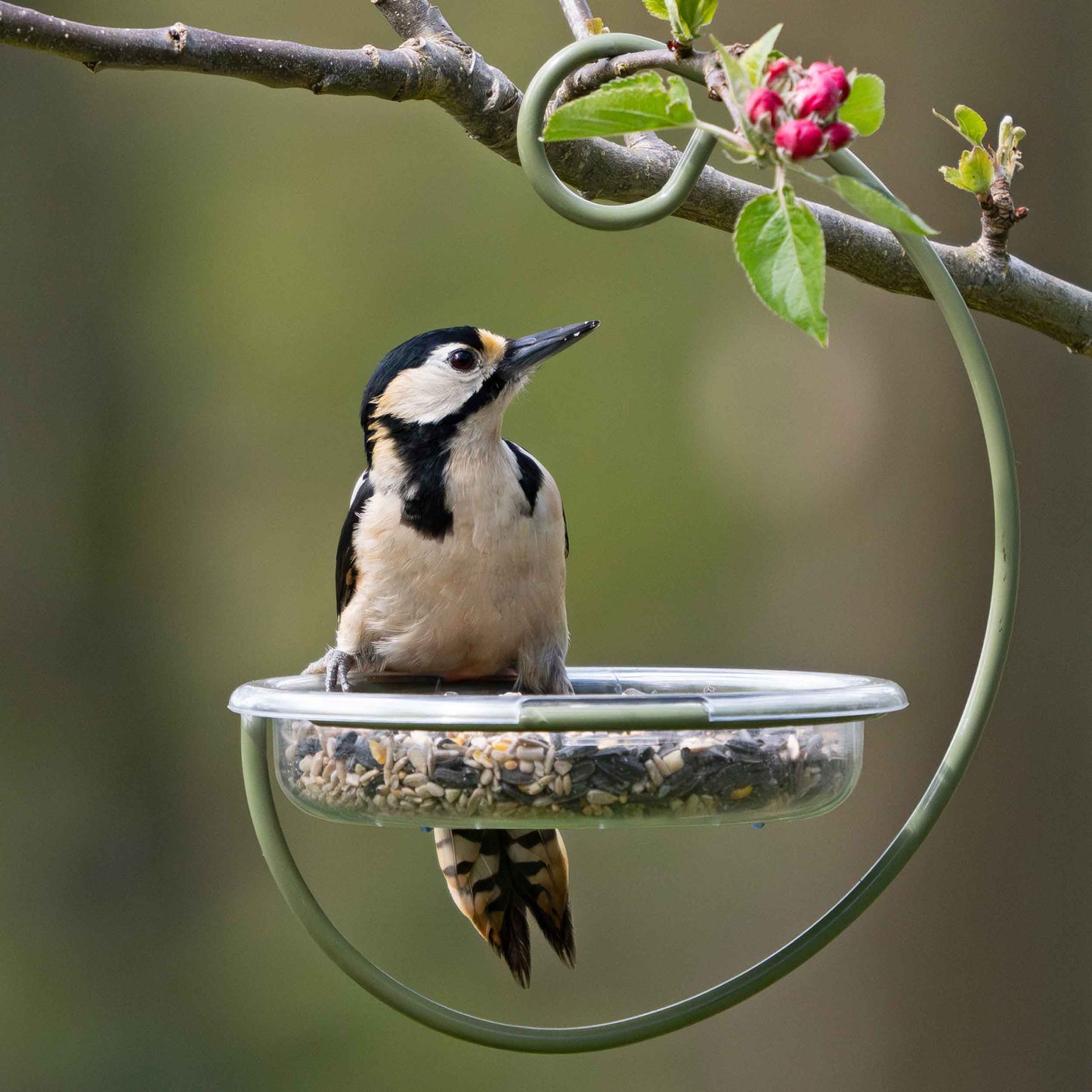 Hanging bird feeder with a woodpecker perched on the edge, showcasing its open design perfect for offering seeds, mealworms, or suet to ground-feeding birds. This versatile feeder attracts a variety of backyard birds, including bluebirds, sparrows, juncos, and doves. Ideal for birdwatchers and nature enthusiasts, the durable and easy-to-clean design makes it a great addition to any backyard feeding station, providing ample space for multiple birds to feed comfortably. Drainage holes prevent water.
