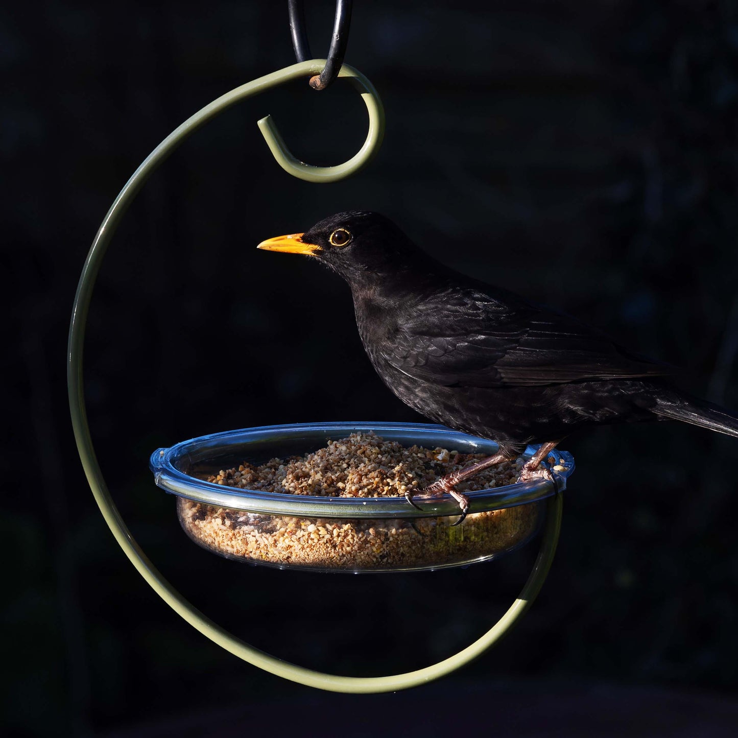 Hanging bird feeder with a blackbird perched on the edge, showcasing its open design perfect for offering seeds, mealworms, or suet to ground-feeding birds. This versatile feeder attracts a variety of backyard birds, including bluebirds, sparrows, juncos, and doves. Ideal for birdwatchers and nature enthusiasts, the durable and easy-to-clean design makes it a great addition to any backyard feeding station, providing ample space for multiple birds to feed comfortably. Drainage holes prevent water.