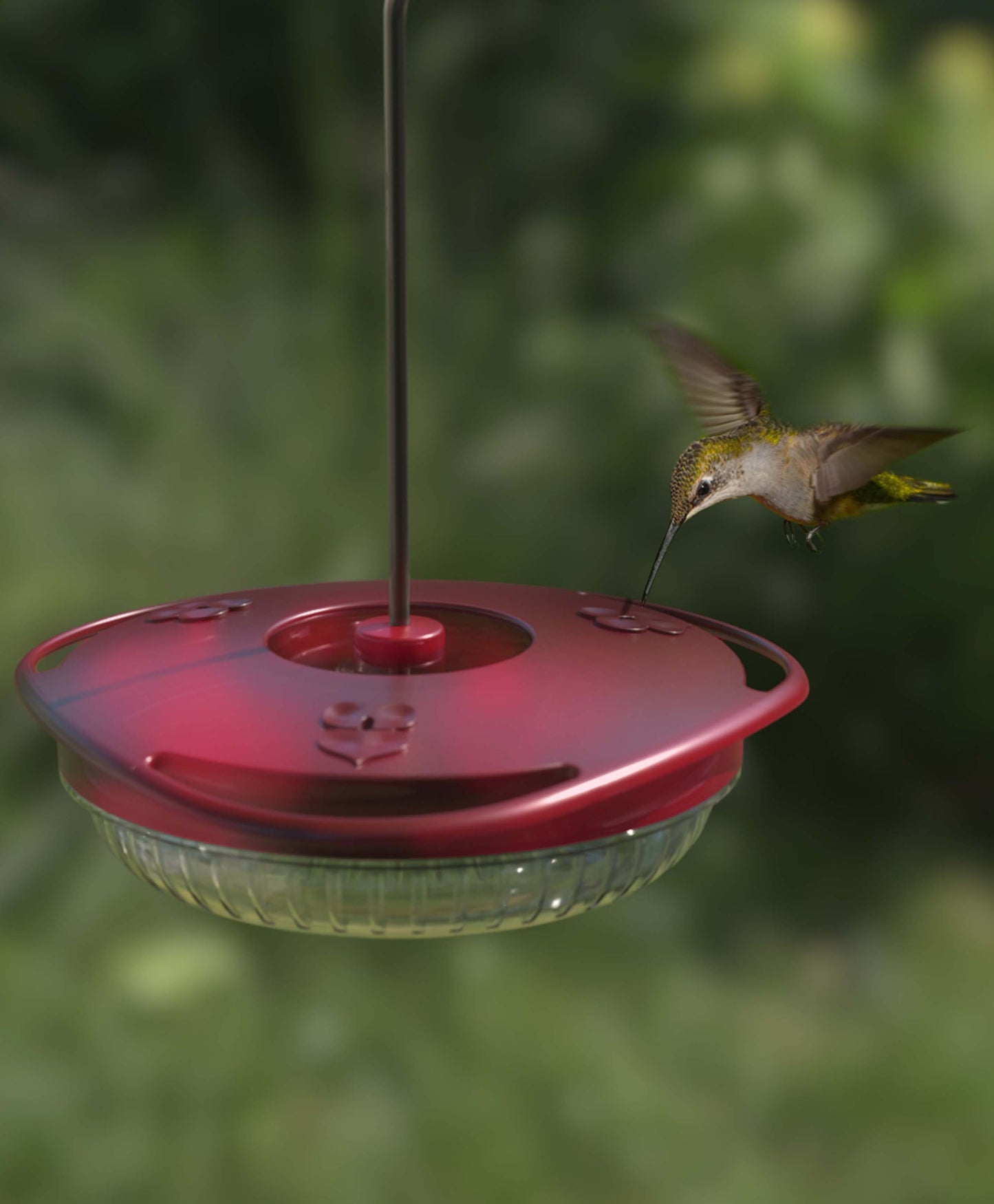 A ruby-throated hummingbird feeder perched on the sweet spot hummingbird feeders comfortable polycarbonate perches.
