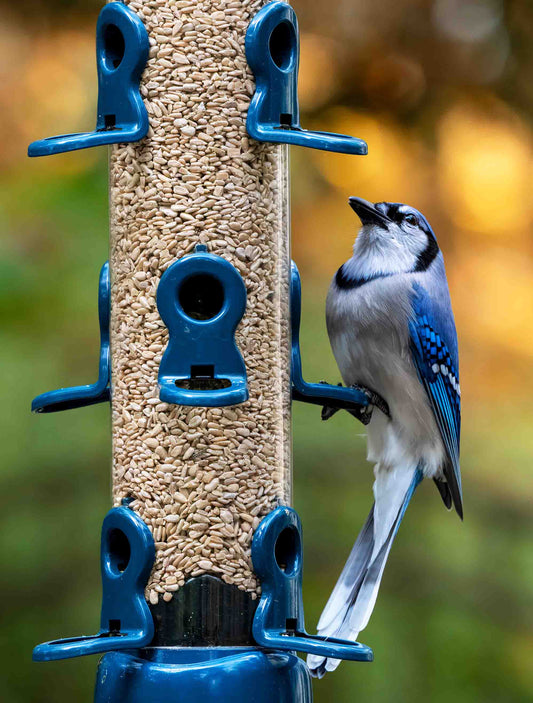 A bluejay feeding from a Flo Festival seed feeder filled with sunflower hearts with blue metal ports and base.