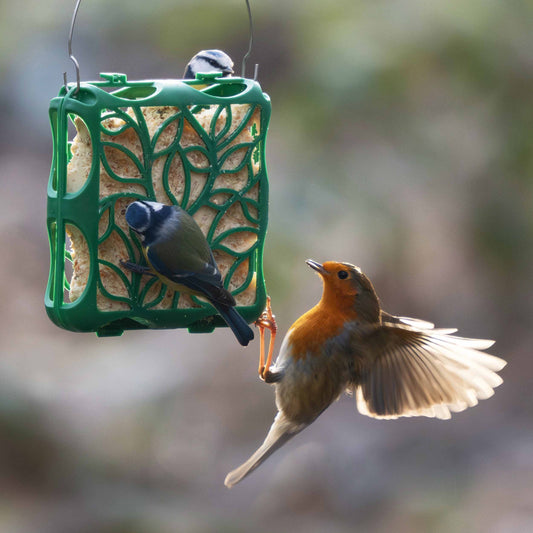 A Robin and two blue tits eating suet from the Jacobi Jayne Silhouette Suet Cake Feeder in a backyard during fall.