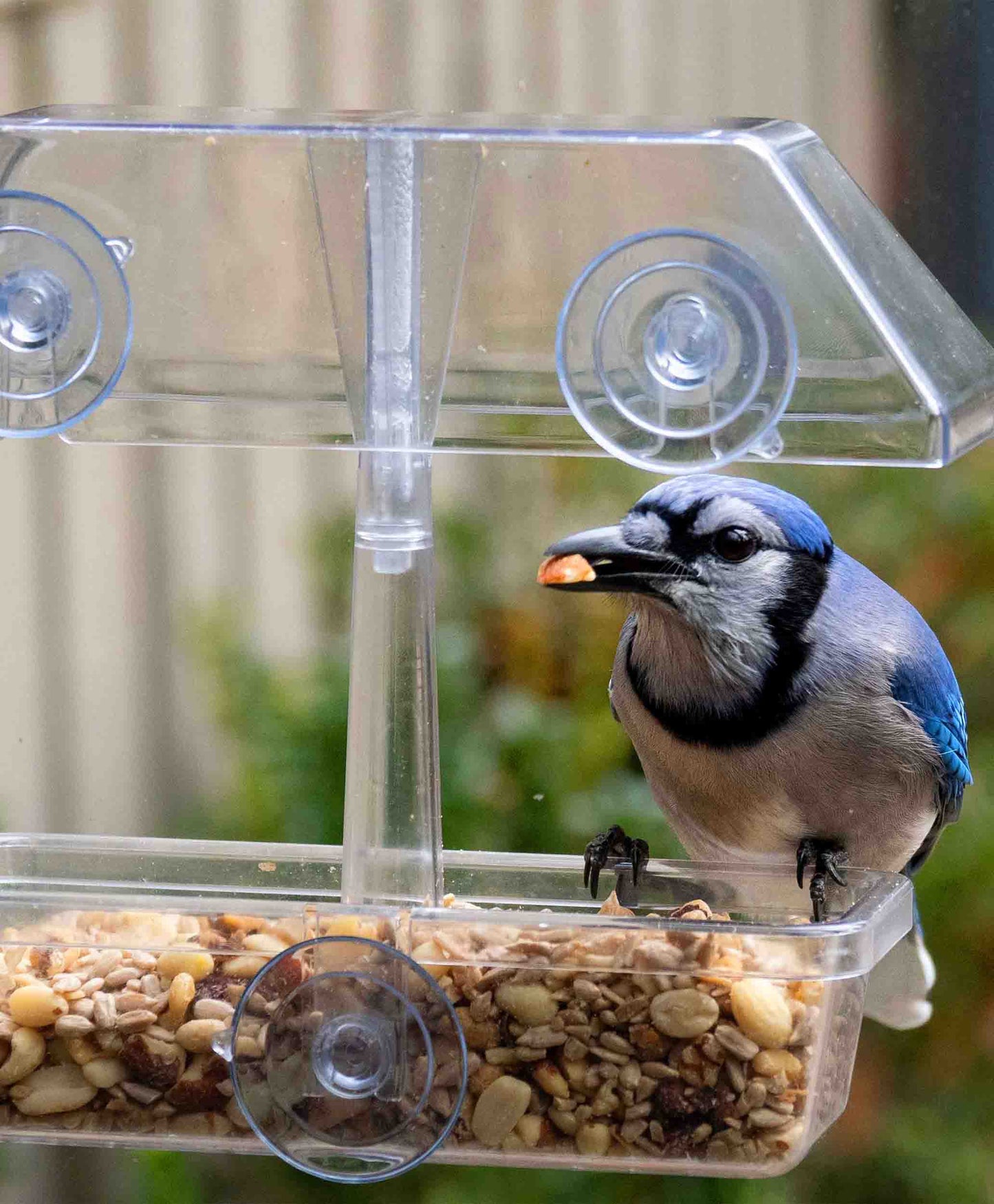Backyard window bird feeder with strong suction cups, serving a seed blend and mix of peanuts, sunflower hearts, dried fruit and suet pellets. Perched on the rain proof window feeder is a vibrant blue jay. The bird feeder features a rain proof cover, drainage holes and a large capacity tray for easy refilling. The perfect window feeder for backyard birds like orioles, cardinals, chickadees, woodpeckers, and bluebirds.