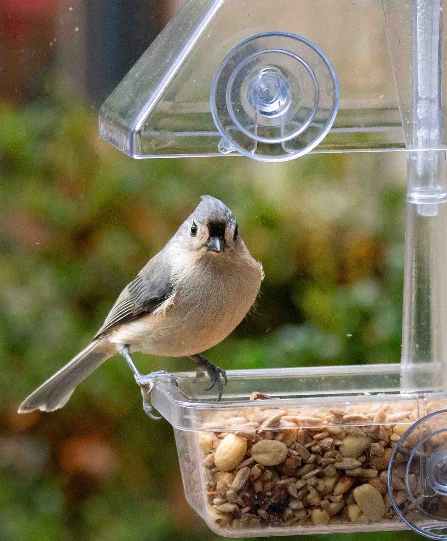Backyard window bird feeder with strong suction cups, serving a seed blend and mix of peanuts, sunflower hearts, dried fruit and suet pellets. Perched on the rain proof window feeder is a vibrant tufted titmouse. The bird feeder features a rain proof cover, drainage holes and a large capacity tray for easy refilling. The perfect window feeder for backyard birds like orioles, cardinals, chickadees, woodpeckers, and bluebirds.