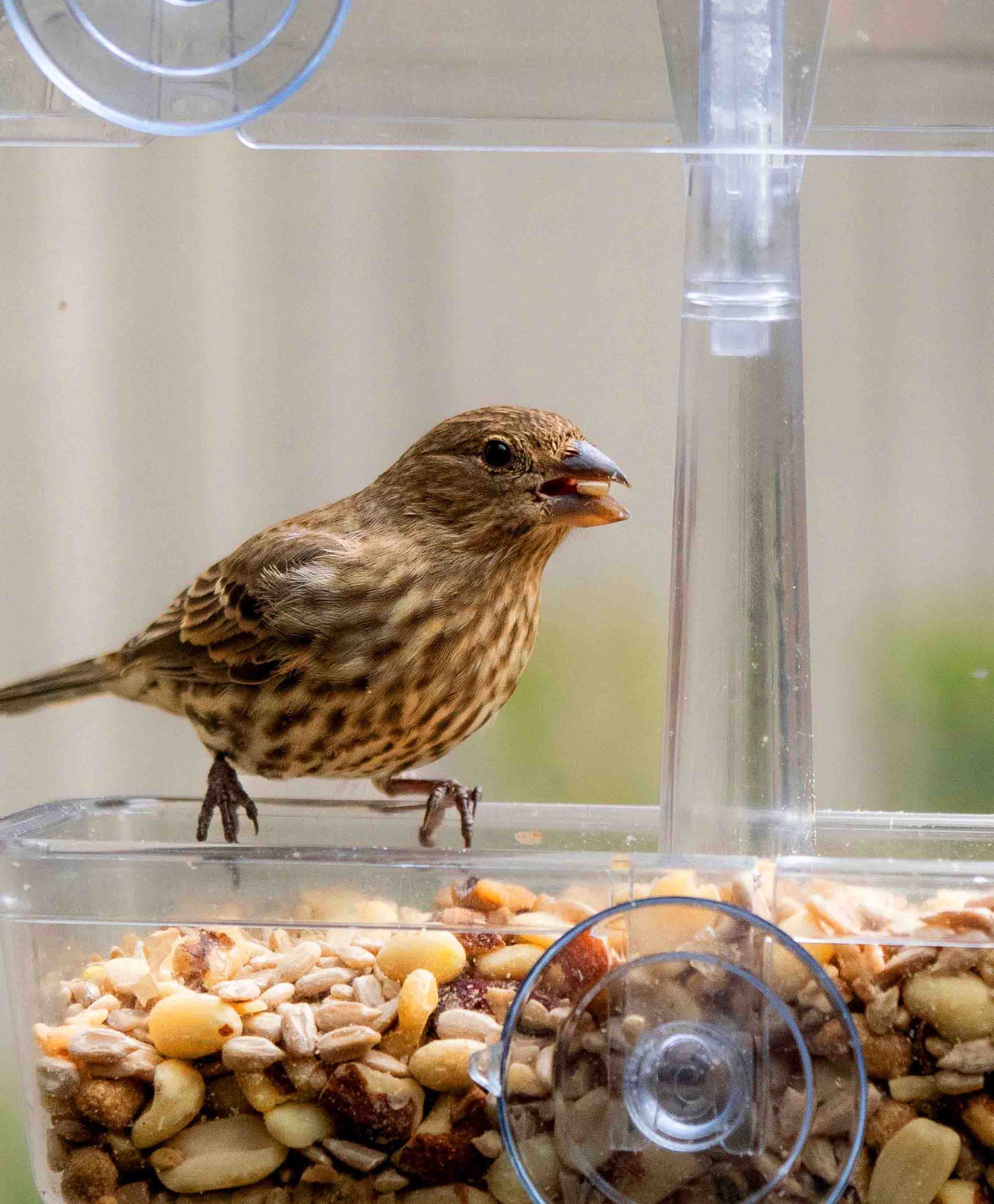 Backyard window bird feeder with strong suction cups, serving a seed blend and mix of peanuts, sunflower hearts, dried fruit and suet pellets. Perched on the rain proof window feeder is a vibrant sparrow. The bird feeder features a rain proof cover, drainage holes and a large capacity tray for easy refilling. The perfect window feeder for backyard birds like orioles, cardinals, chickadees, woodpeckers, and bluebirds.
