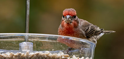 House finch perched on the feeding bowl of a Jacobi Jayne pearl feeder with adjustable dome to bar larger birds. The bird feeder is filled with a seed mix and bird food blend, that the bird is eating.