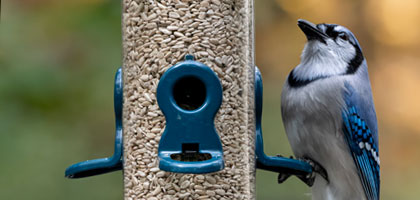 Blue jay eating sunflower hearts from a Jacobi Jayne flo Festival seed bird feeder with durable blue seed ports.