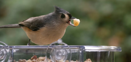 Tufted titmouse eating a seed in a Jacobi Jayne window mounted bird Ffeder