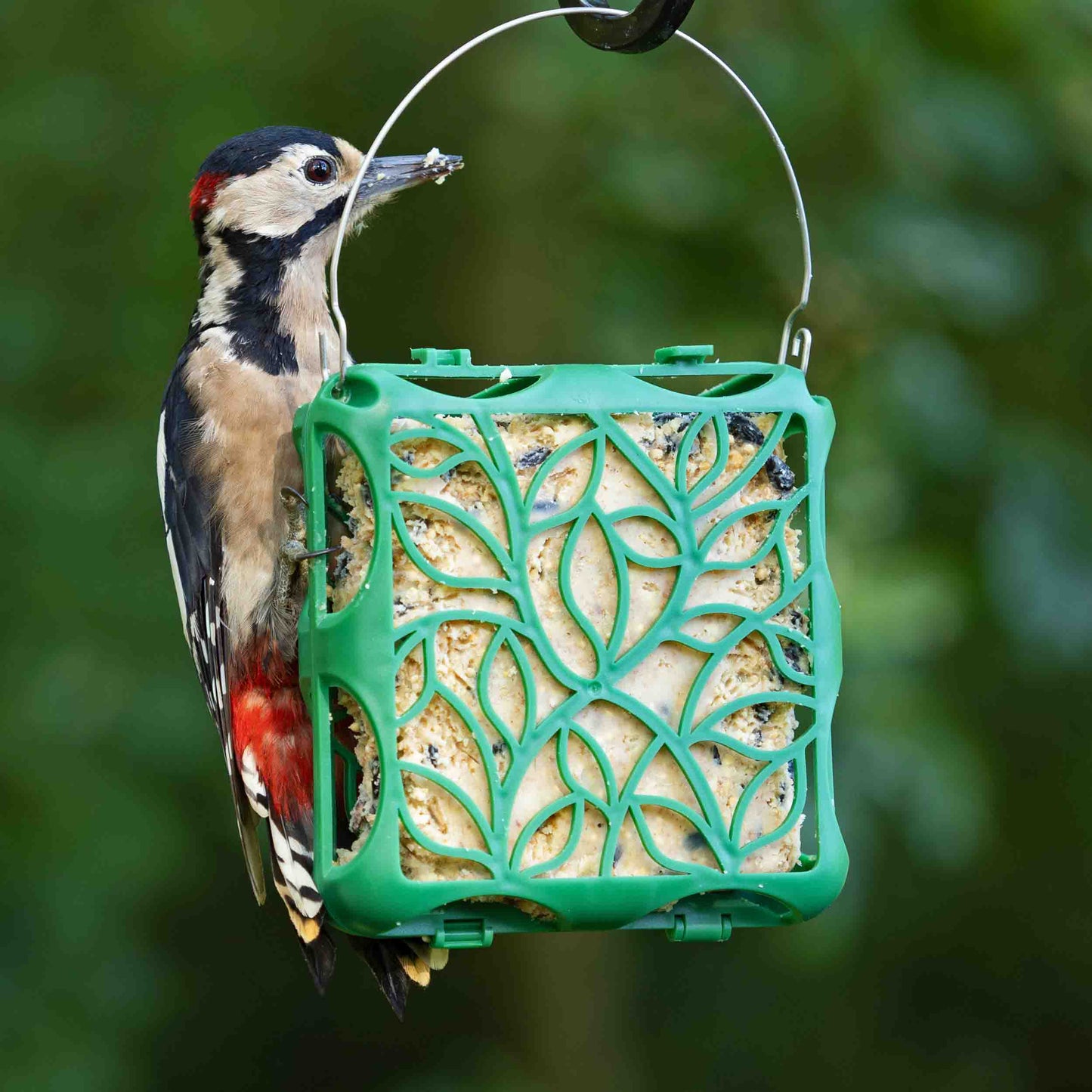 A Great-Spotted Woodpecker eating suet from the Silhouette Suet Cake feeder in the summer.