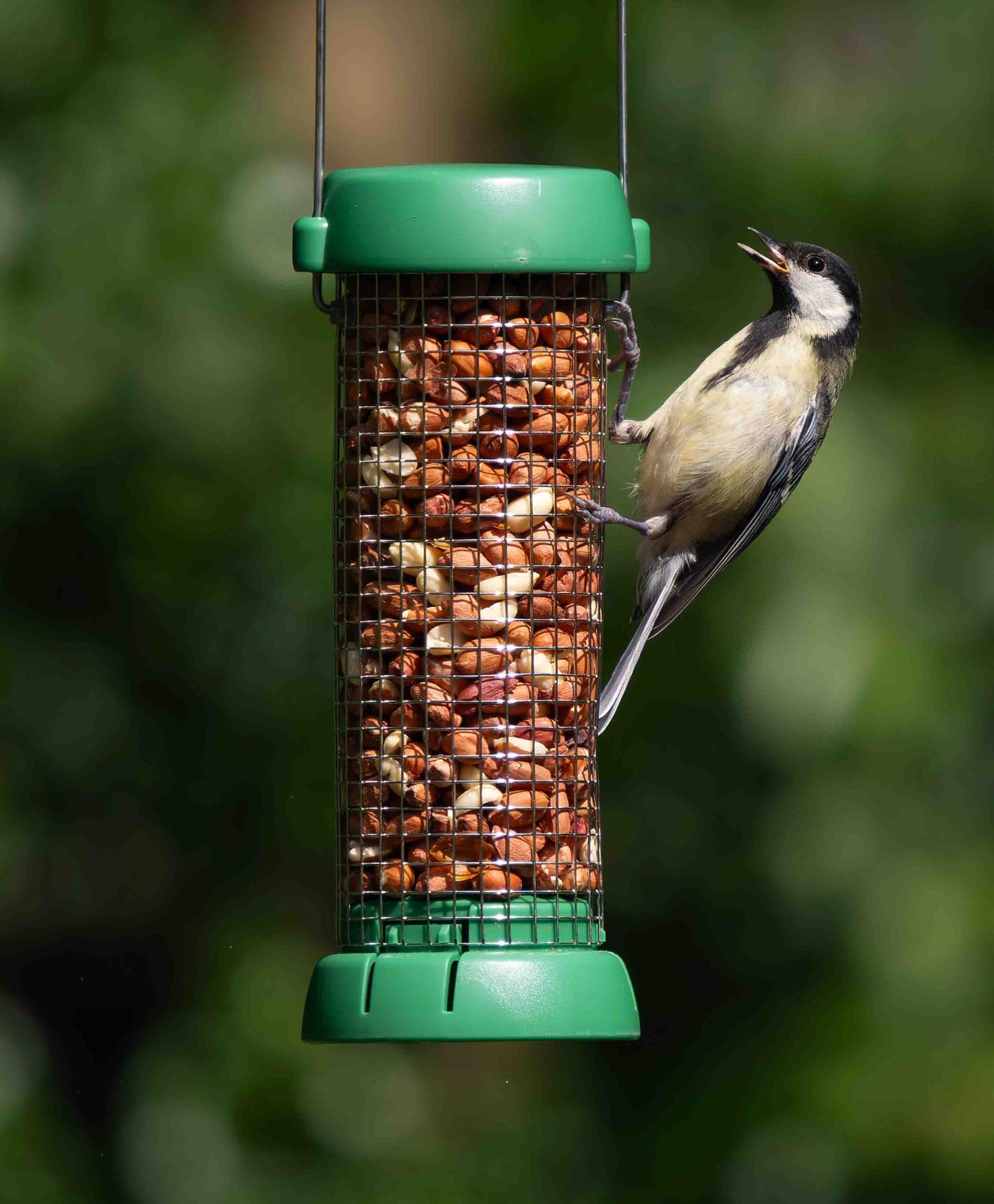 A bird on a small mesh hanging peanut feeder.