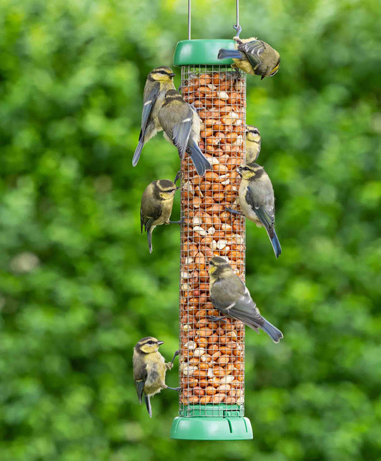 Birds on a large wire mesh hanging peanut feeder.