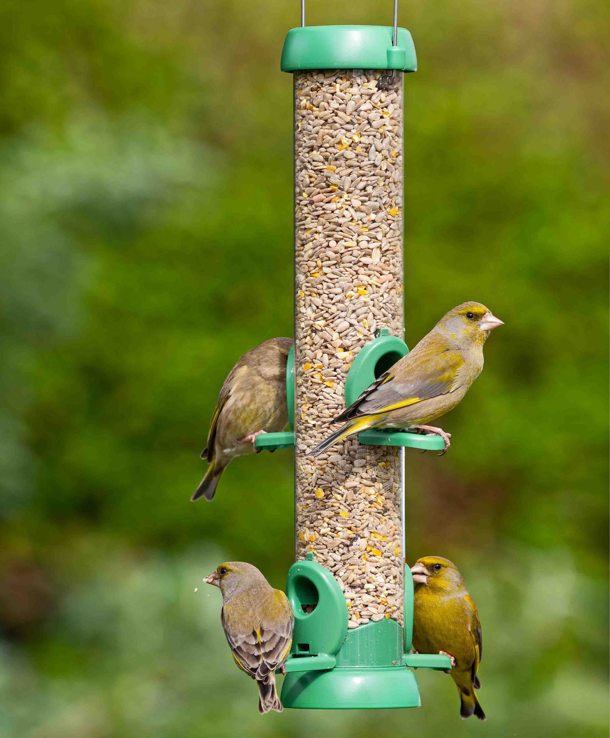Greenfinches feeding from a medium bird lovers seed feeder with plastic green fittings and a wire hanger.