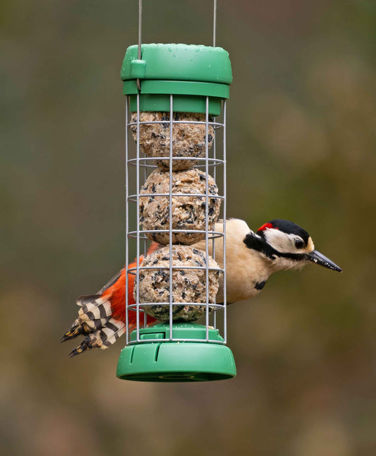 A woodpecker feeding from a small wire bird lovers suet feeder, with green plastic cap and base and a wire hanger.