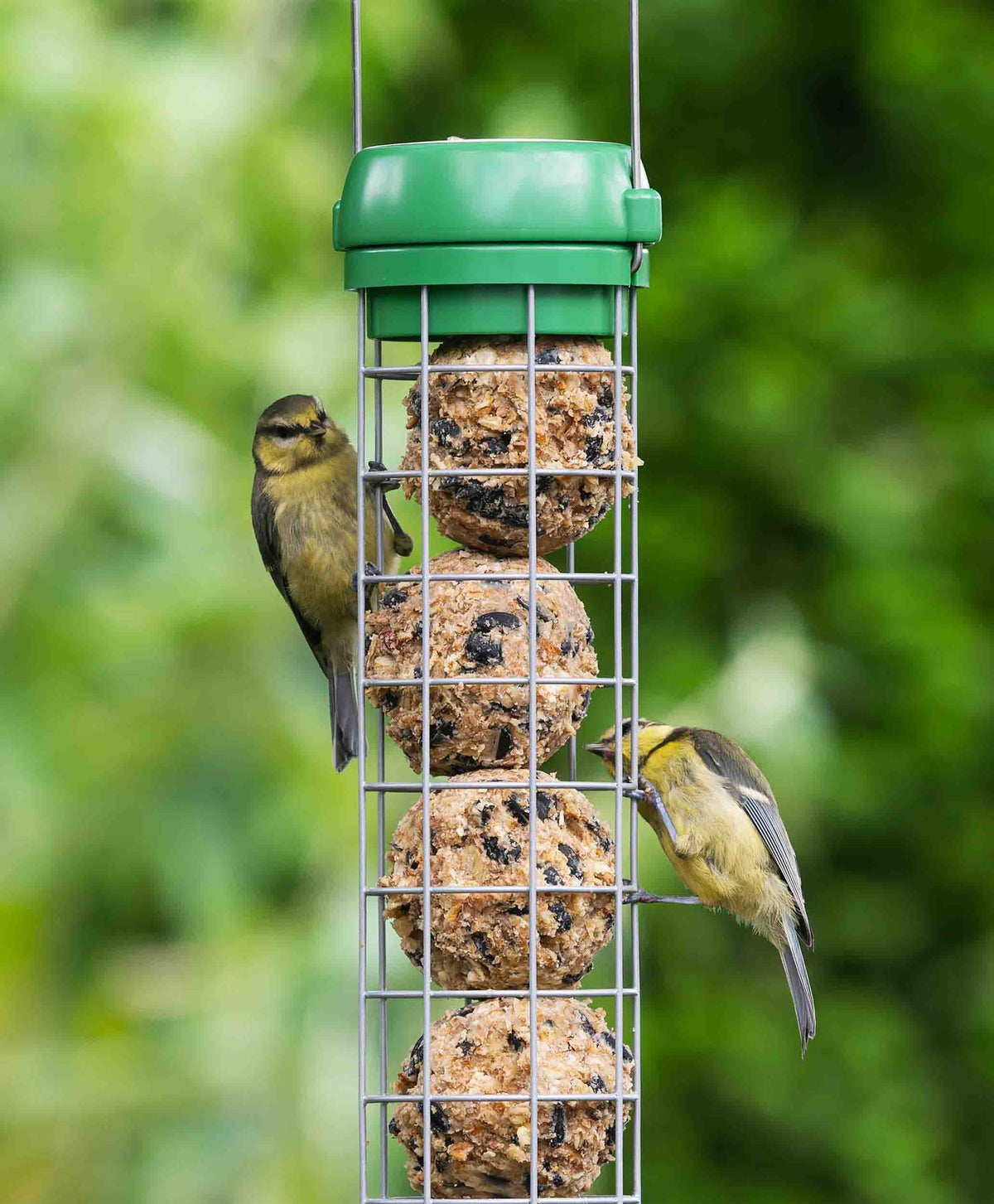 Birds feeding from a bird lovers wire suet feeder with a green cap and wire hanger.