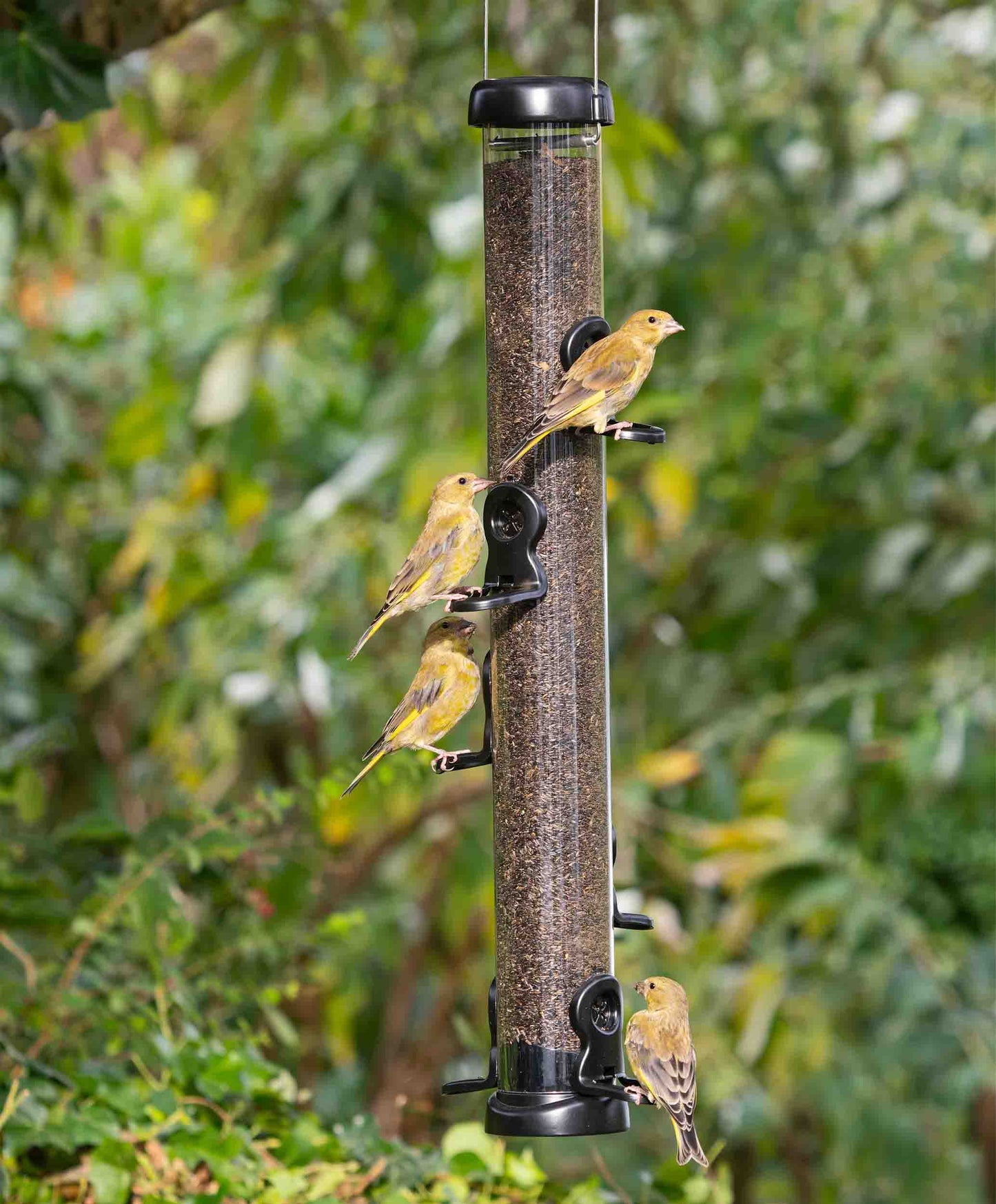 Finches feeding from a large black metal flo lifetime nyjer seed feeder.