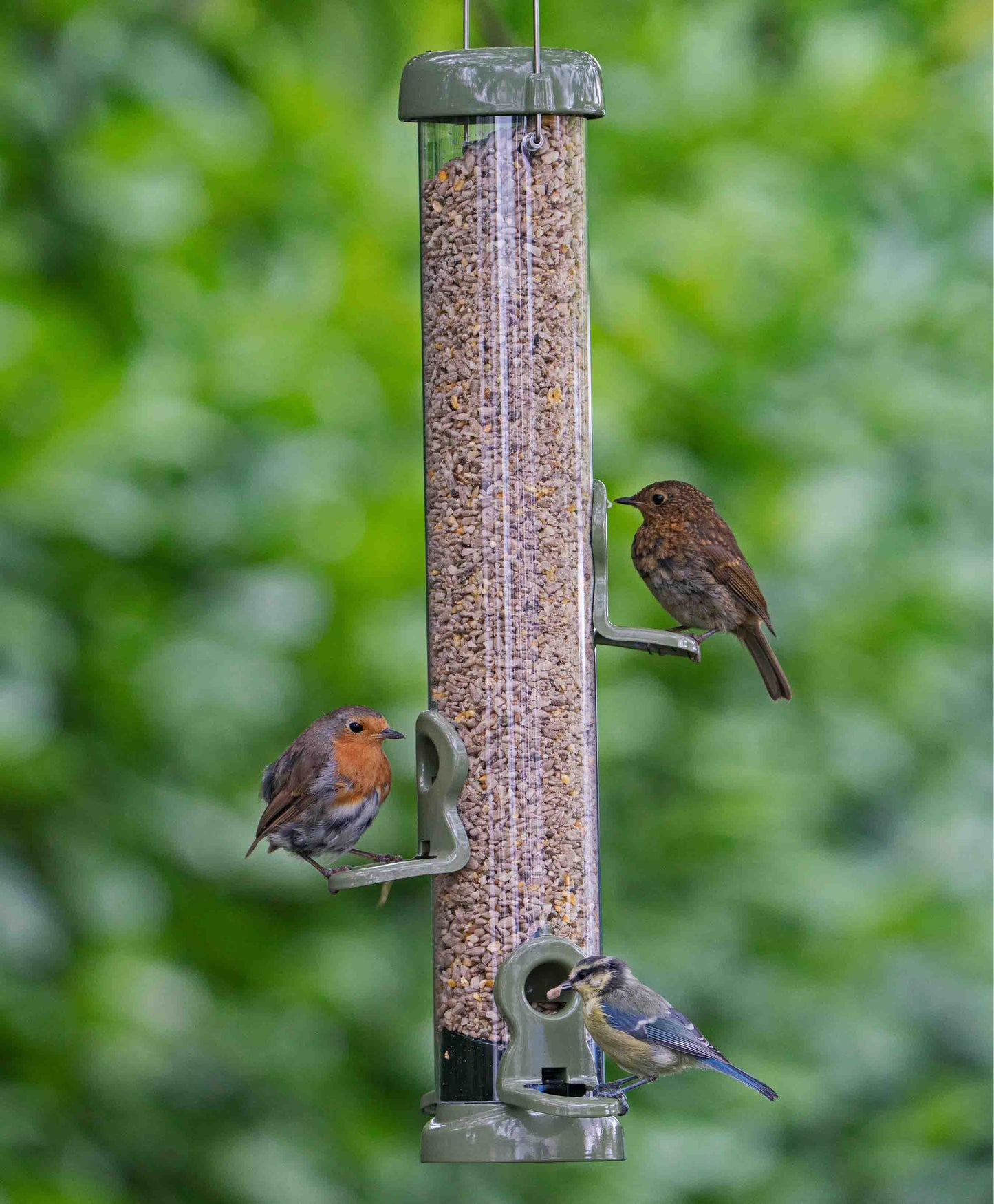 Backyard bluebird, american robin and sparrow feeding sunflower hearts and cereal gains from a medium green metal flo lifetime seed bird feeder, fitted with twist off base, click off ports, strong metal hanging wire and lift off lid for easy cleaning and simple refilling.