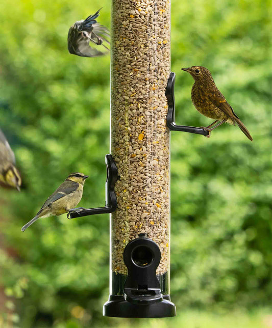 Backyard bluebirds an sparrow feeding sunflower hearts and cereal gains from a medium black metal flo lifetime seed bird feeder, fitted with twist off base, click off ports, strong metal hanging wire and lift off lid for easy cleaning and simple refilling.