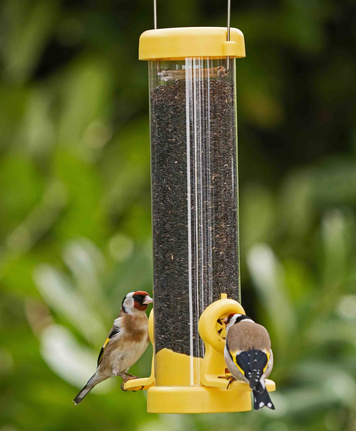 Goldfinches feeding from a yellow flo nyjer seed feeder.