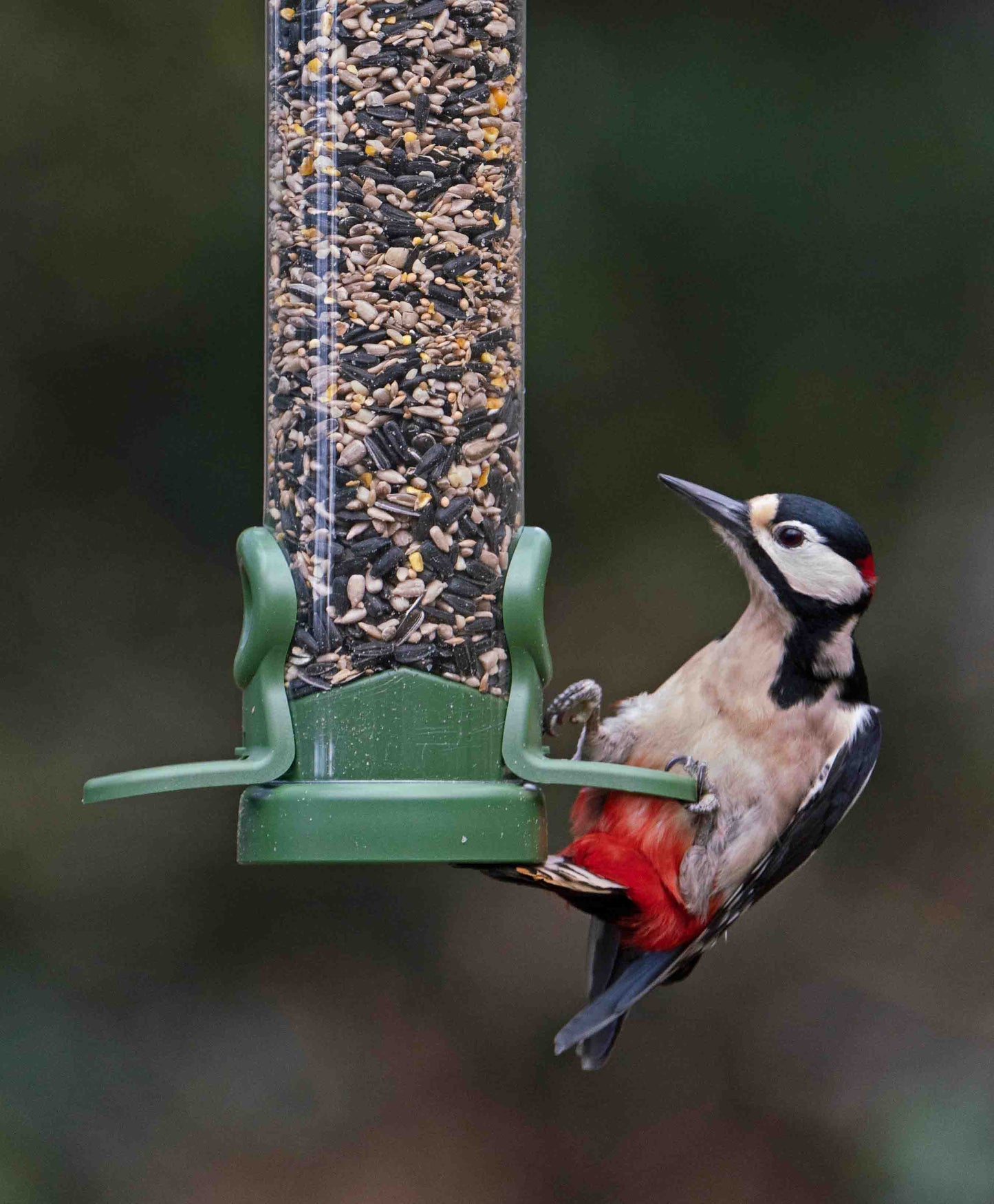 A woodpecker on a green flo bird seed feeder. American goldfinches flocking to backyard bird feeder. High capacity
large feeder for backyard and wild birds. filled with sunflower seed, cereal grains and corn. Fitted with vibrant click off seed ports, pull out base, strong metal hanging wire and lift off cap for easy cleaning and simple refills.