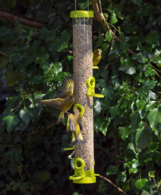 American goldfinches flocking to backyard bird feeder. High capacity 
large feeder for backyard and wild birds.     filled with sunflower seed, cereal grains and corn.  Fitted with vibrant click off seed ports, pull out base, strong metal hanging wire and lift off cap for easy cleaning and simple reflls.