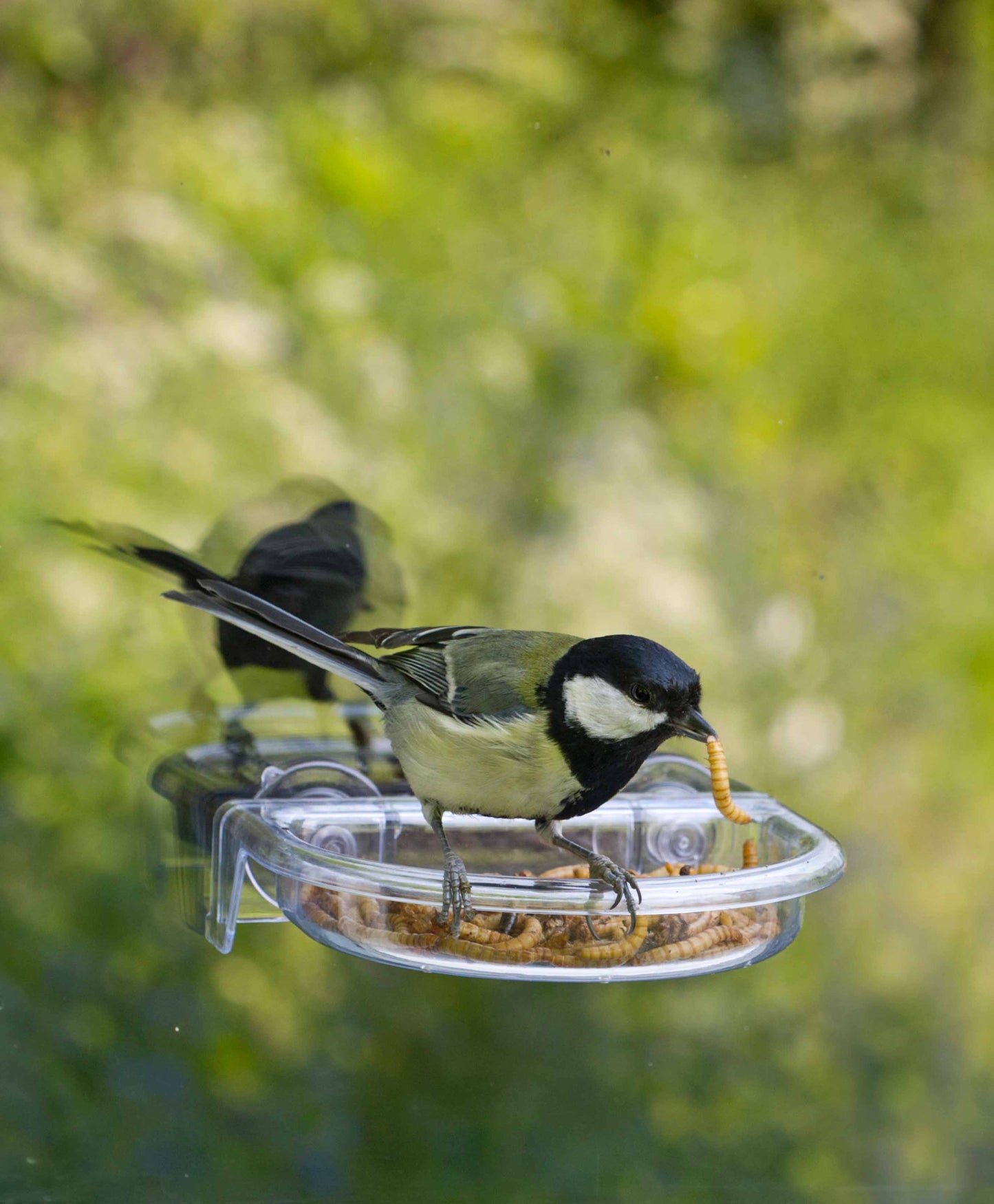 Great tit feeding on mealworms offered by clear oriole window bird feeder fitted with strong suction cups and drainage holes in the spring.