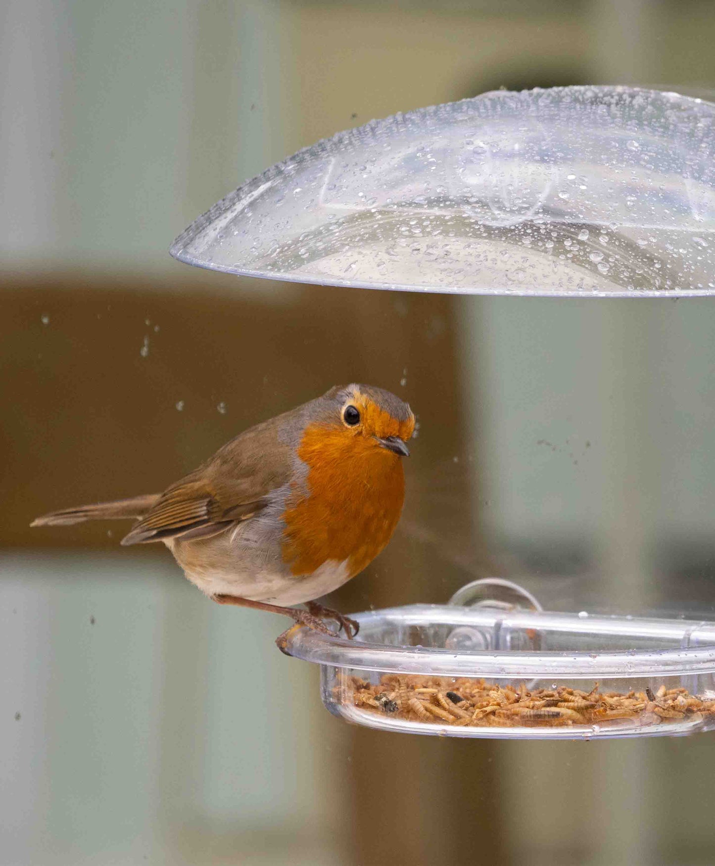 Robin feeding mealworms from translucent window bird feeder fitted with strong suction cups, drainage holes and a rain proof cover.