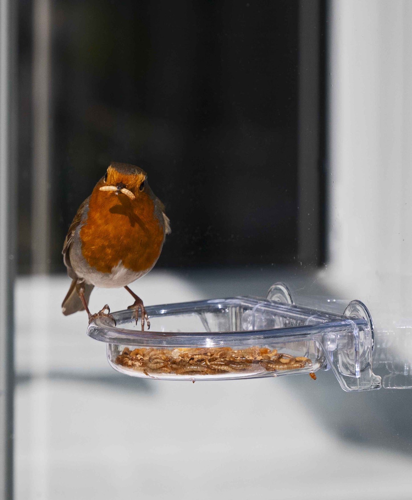 Robin feeding on mealworms offered by a clear, oriole window bird feeder with strong suction cups and drainage holes.