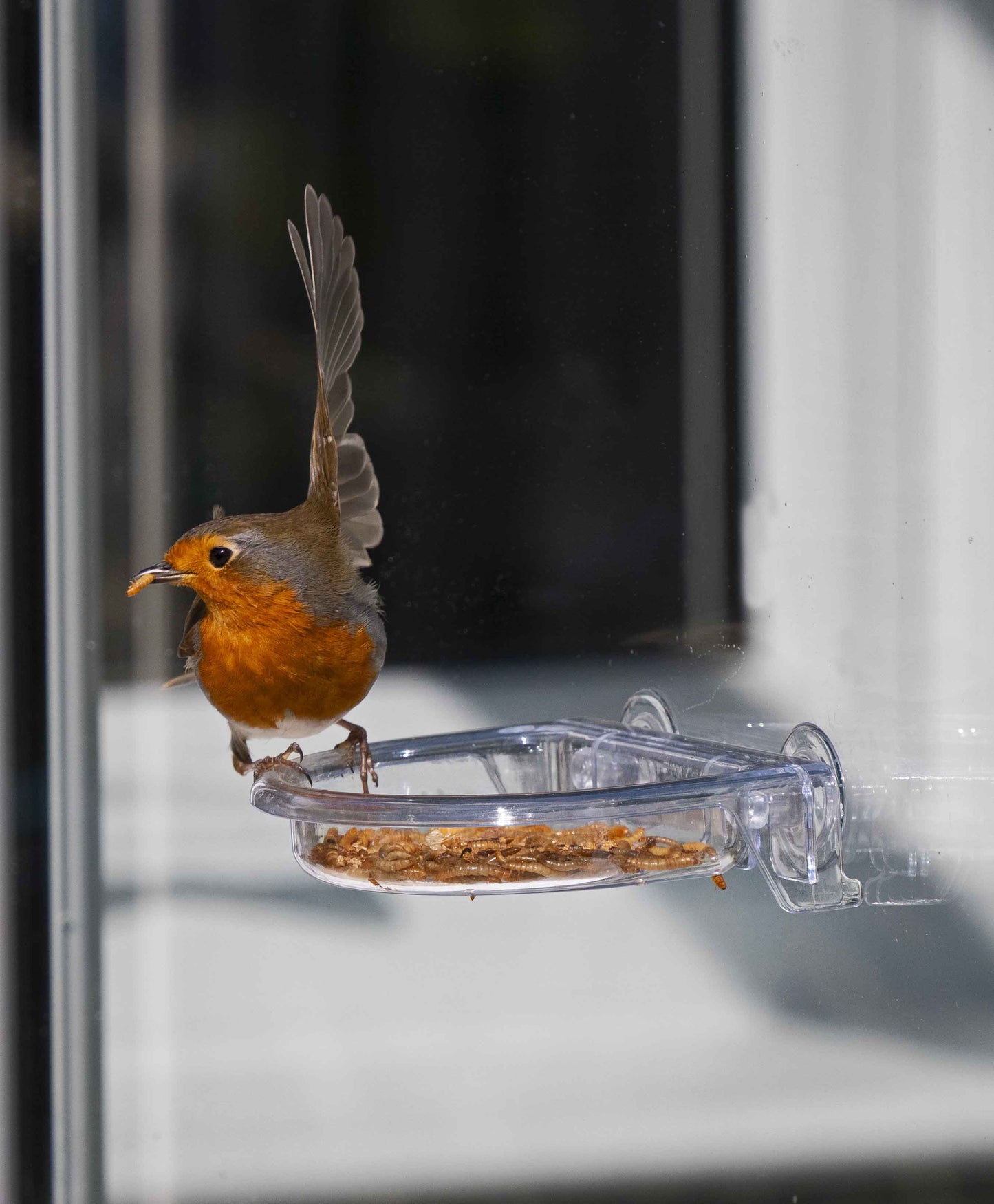 Robin feeding on mealworms offered by a clear oriole window bird feeder with strong suction cups and drainage holes.