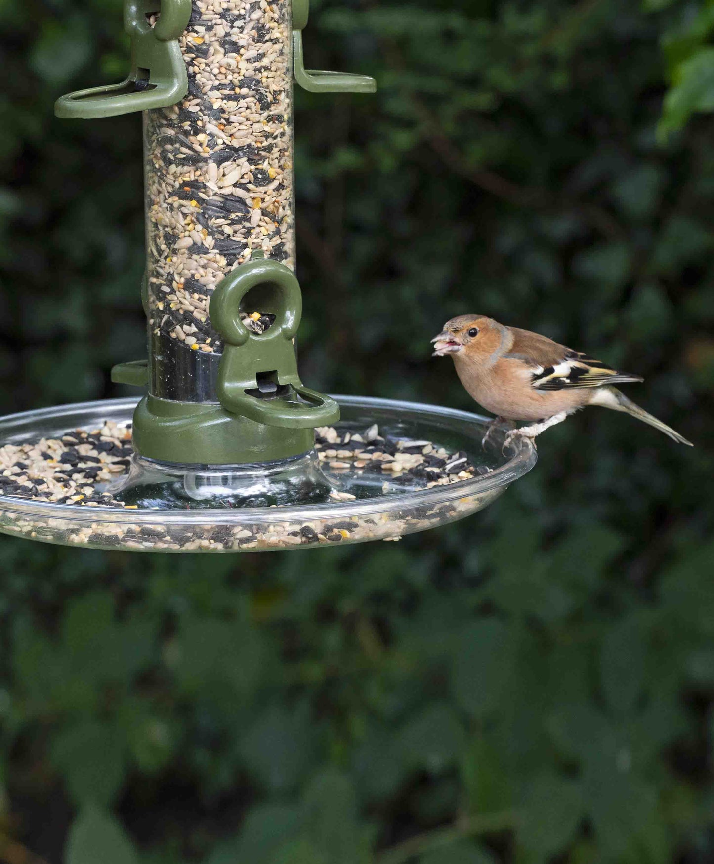 American goldfinch feeding from large seed tray fitted with drainage holes and specially designed rounded sides for collecting spilled sunflower hearts, black sunflower seeds, nyjer seeds or seed mixes and blends. Attached to easy-clean bird feeder.