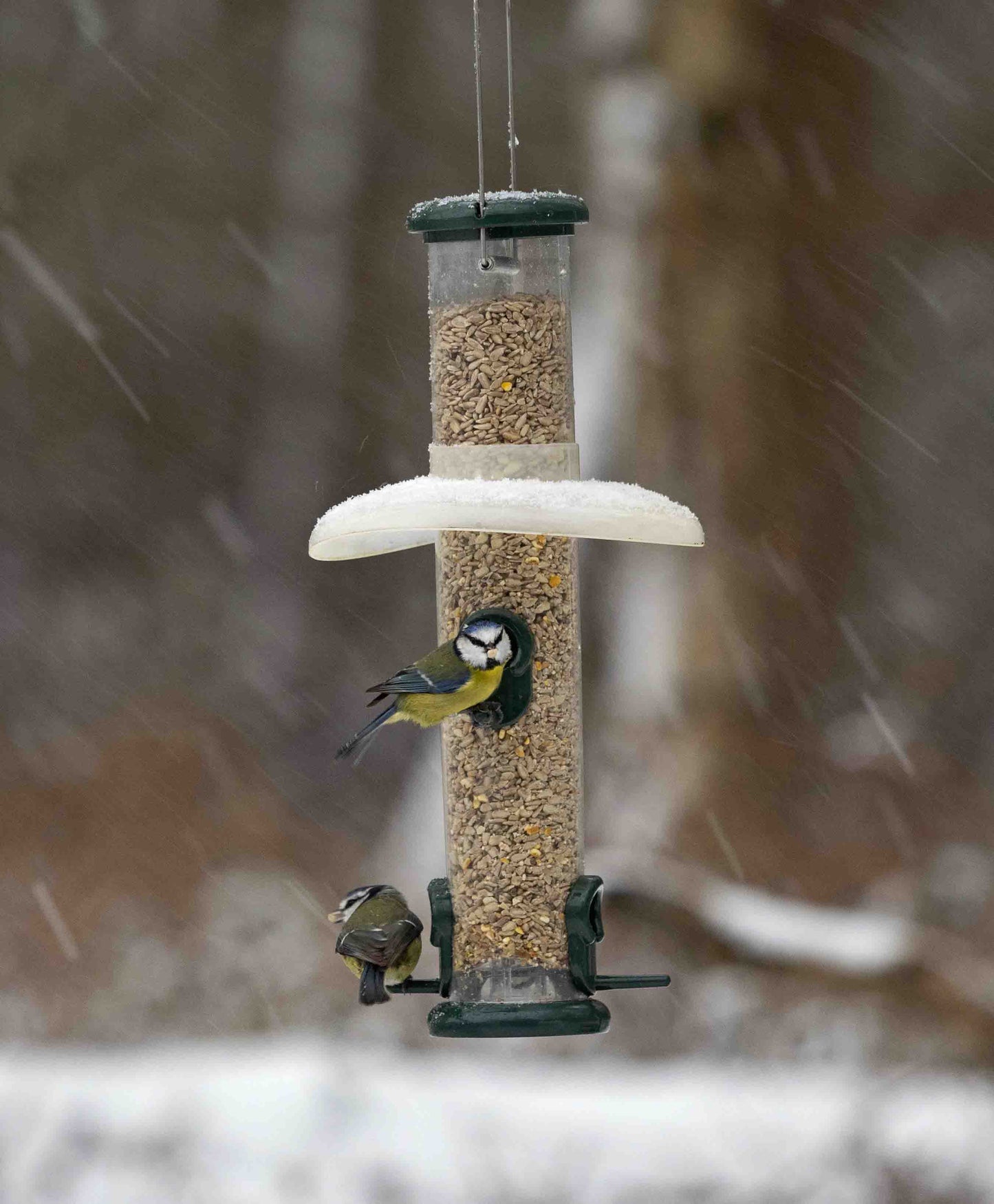 backyard bluebirds feeding from sunflower heart bird feeder with all metal construction. The birds are protected by a translucent rain sheild that keeps the birds dry as well as the seed mixes of blends. Perfect rain guard for blocking rain, snow and strong winds from a range of backyard and wild birds such as cardinals, orioles, bluebirds, woodpeckers, chickadees, American goldfinches, blue jays and warblers, among others.