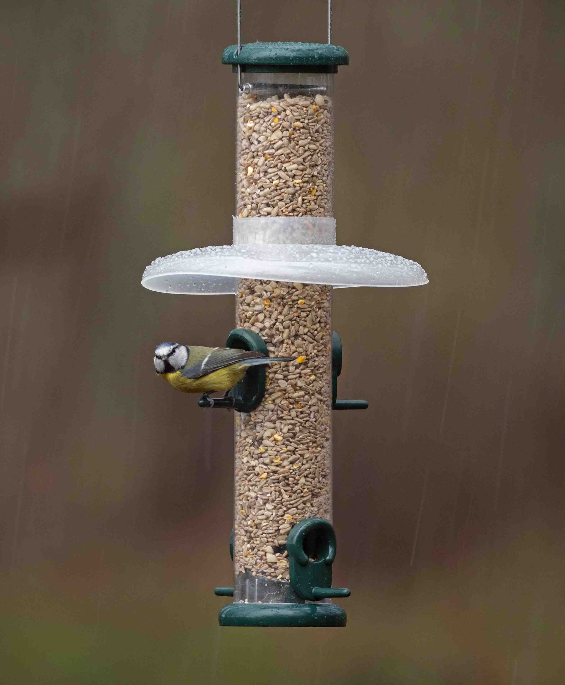 backyard bluebirds feeding from sunflower heart bird feeder with all metal construction. The birds are protected by a translucent rain sheild that keeps the birds dry as well as the seed mixes of blends. Perfect rain guard for blocking rain, snow and strong winds from a range of backyard and wild birds such as cardinals, orioles, bluebirds, woodpeckers, chickadees, American goldfinches, blue jays and warblers, among others.