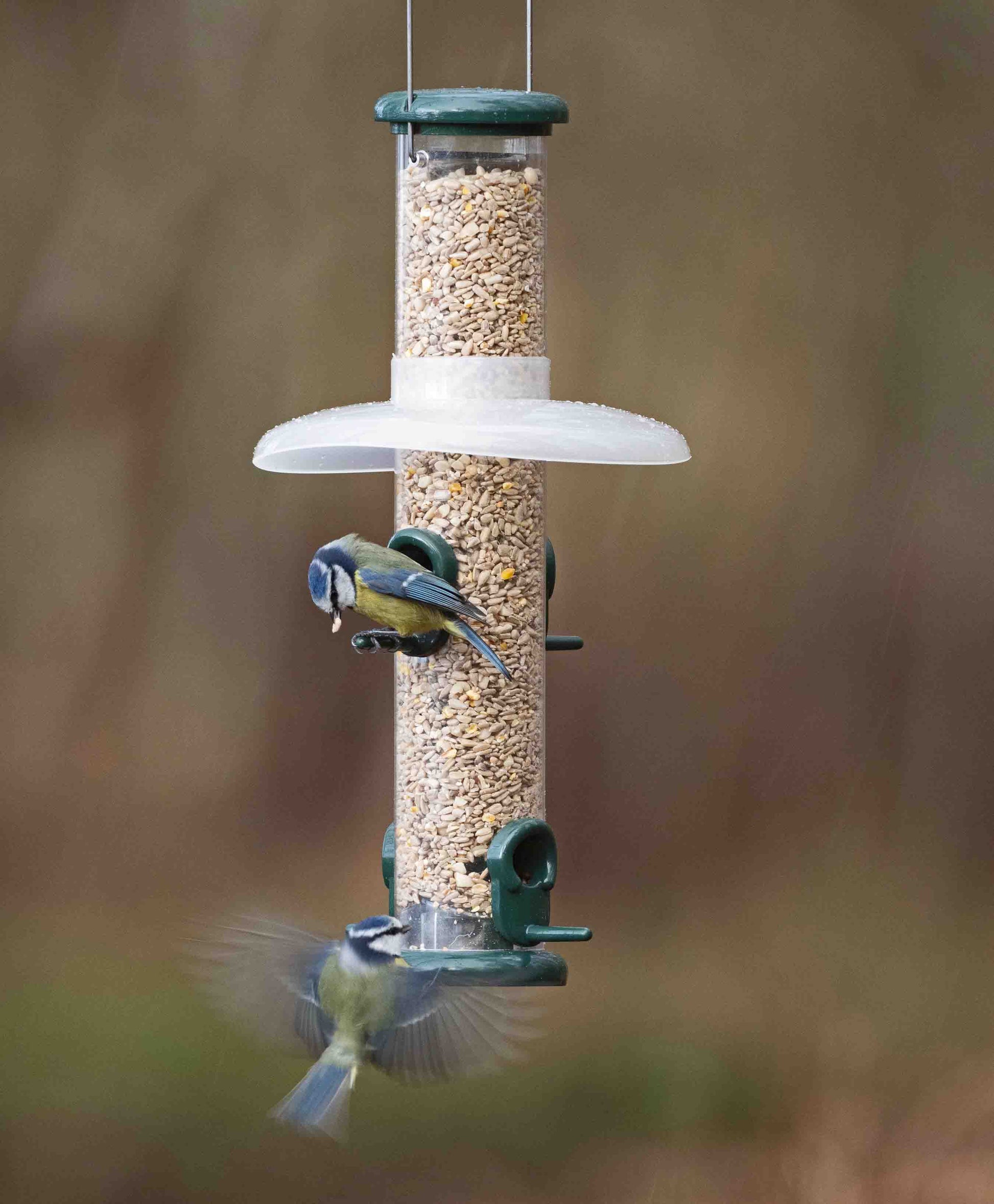 backyard bluebirds feeding from sunflower heart bird feeder with all metal construction. The birds are protected by a translucent rain sheild that keeps the birds dry as well as the seed mixes of blends. Perfect rain guard for blocking rain, snow and strong winds from a range of backyard and wild birds such as cardinals, orioles, bluebirds, woodpeckers, chickadees, American goldfinches, blue jays and warblers, among others.