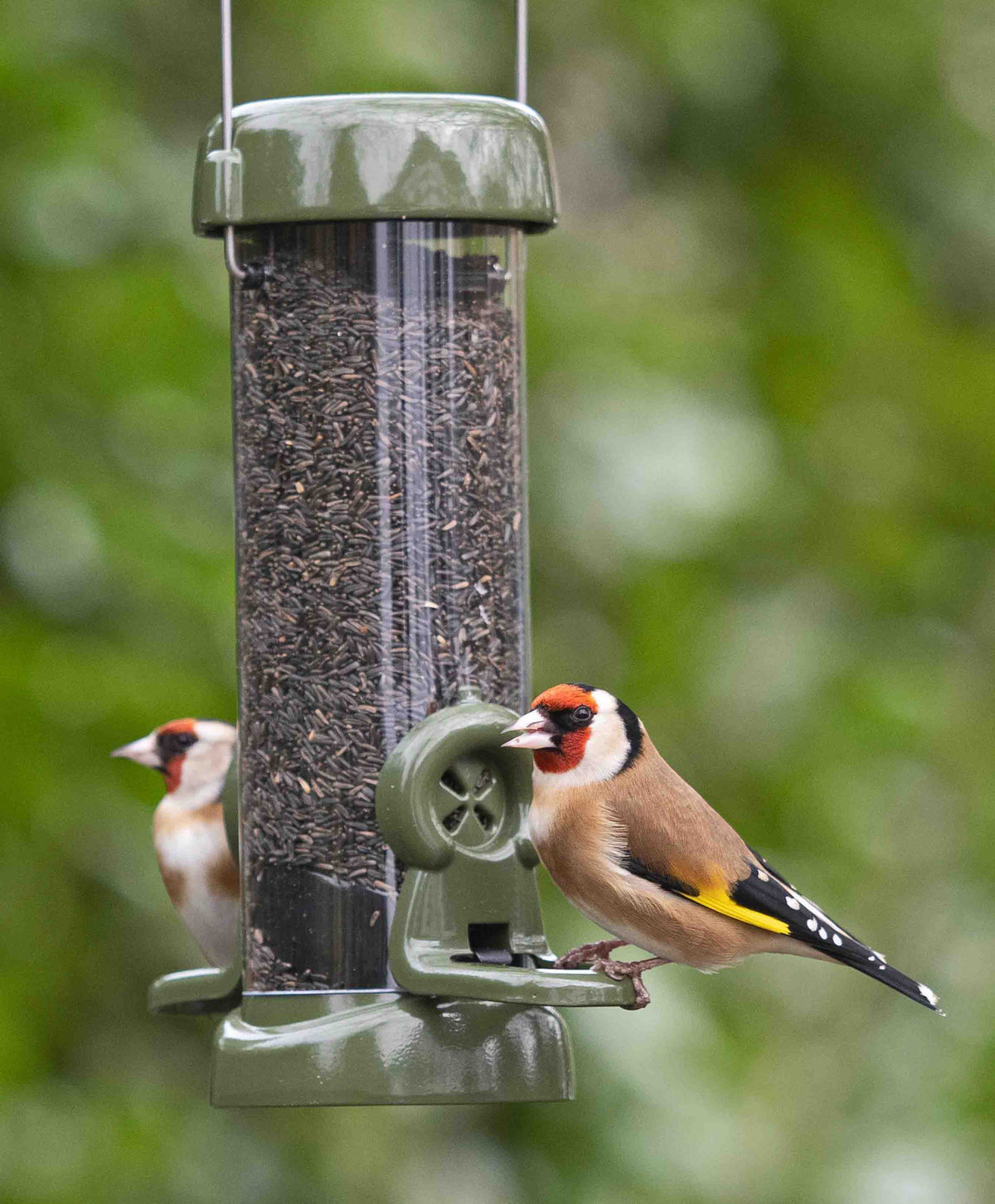 American Goldfinches feeding de-shelled nyjer seed from small easy clean tubular metal nyjer seed bird feeder with twist off base, specially designed click in nyjer seed feeding ports, strong hanging wire for placing feeder beneath tree branches or hooks, and lift off lid for easy refilling.