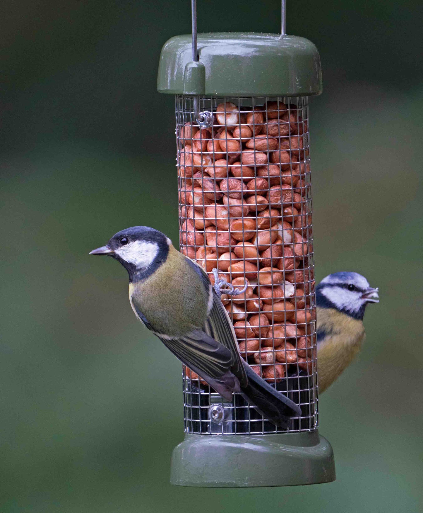 Backyard bluebirds feeding from durable all metal construction squirrel resistant hanging peanut bird feeder offering whole peanuts full of fats, perfect for birds in the winter. Easy clean squirrel proof feeder for birds is fitted with twist off base for simple cleaning, metal mesh cage for storing peanuts for clinging birds, a strong metal hanging wire and a lift off lid.