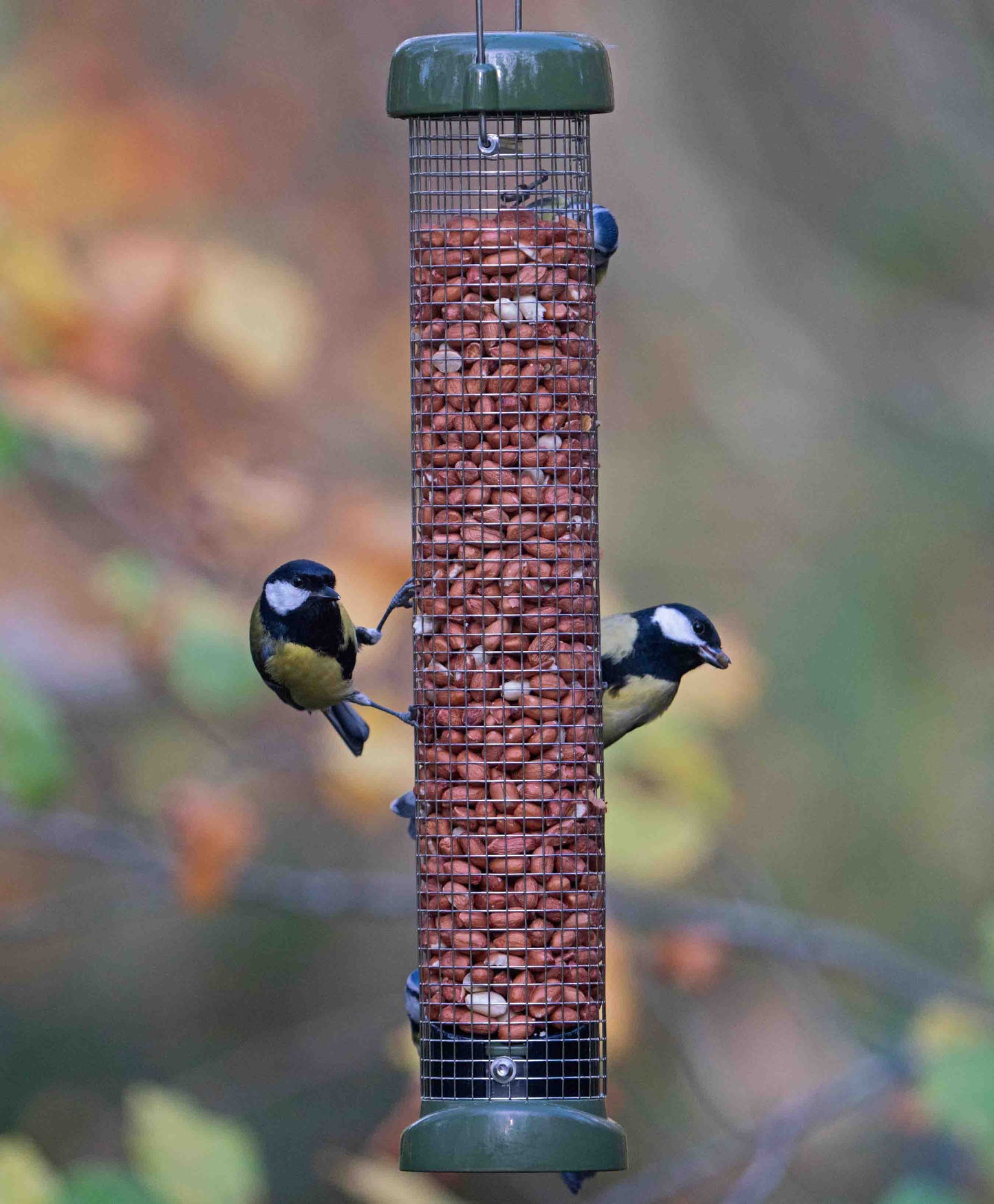 Backyard bluebirds feeding whole peanuts from large metal peanuts feeder. Easy clean squirrel resistant bird feeder, perfect for high fat peanuts and suet pellets. Fitted with twist off base, durable metal cage, strong hanging wire and lift of lid for simple refills.